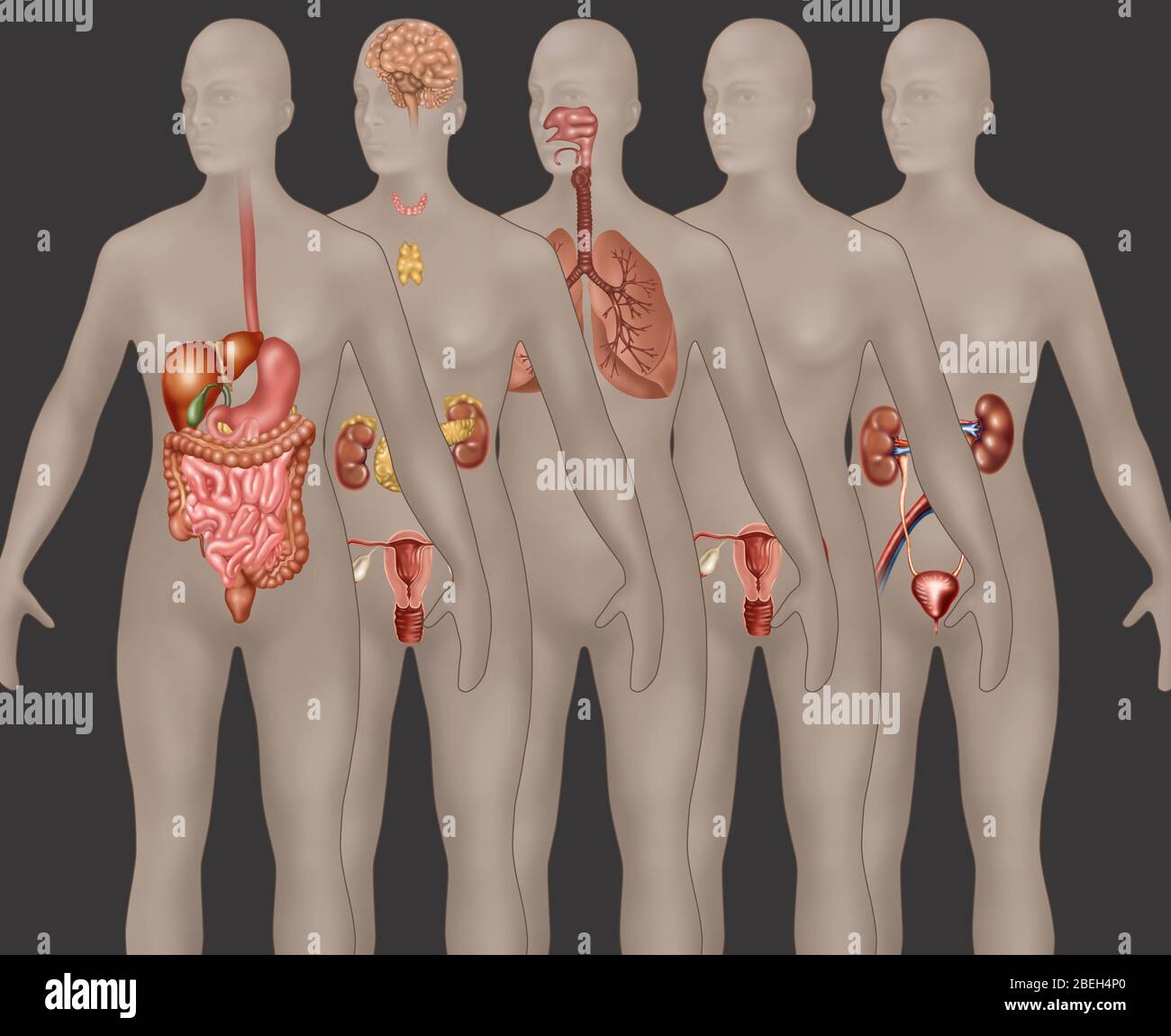 Organsysteme in der weiblichen Anatomie Stockfoto