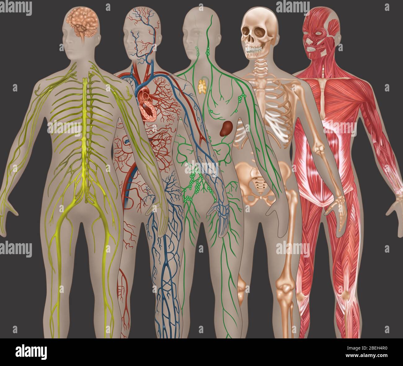 5 Körpersysteme in der weiblichen Anatomie Stockfoto