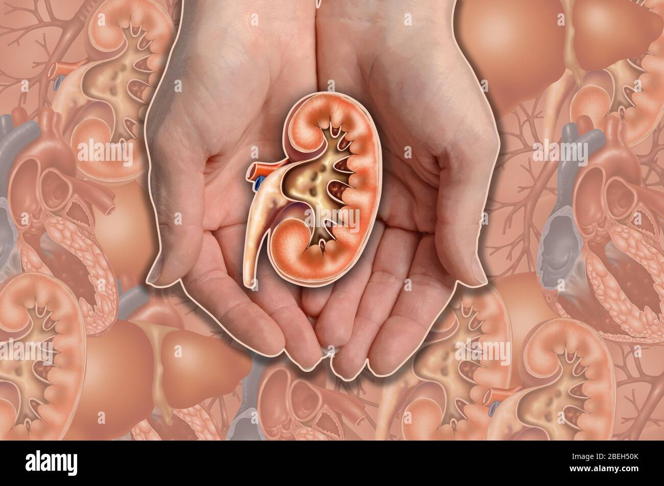 Niere Und Ihre Teile Stockfotos Und Bilder Kaufen Alamy