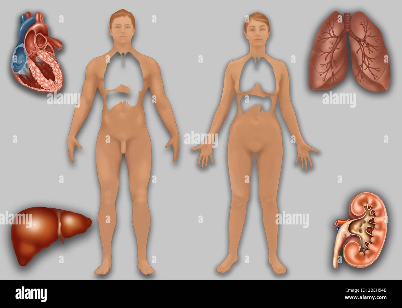 Organplatzierung in der menschlichen Anatomie, Illustration Stockfoto