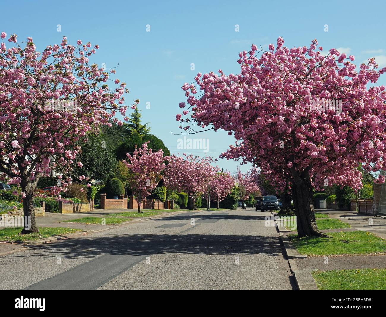Ein Blick auf die schönen blühenden rosa blühenden Kirschbäume säumen eine Straße an einem hellen sonnigen April Tag im Frühling Stockfoto
