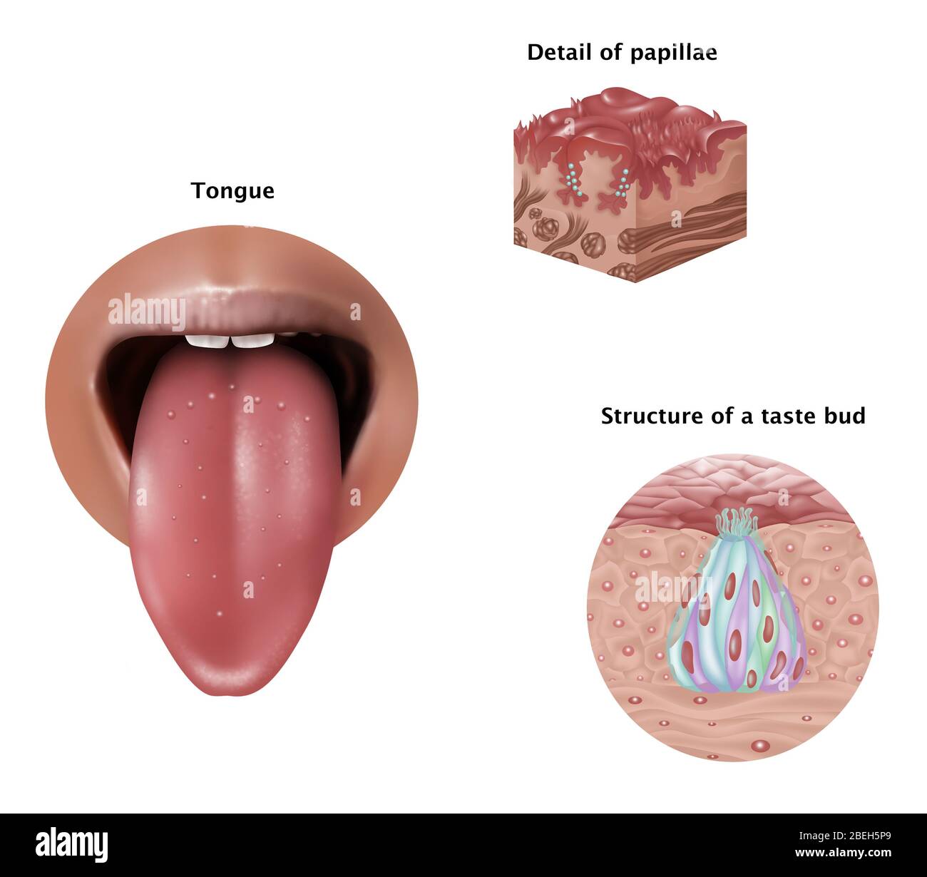 Anatomie des Geschmacks, Illustration Stockfoto