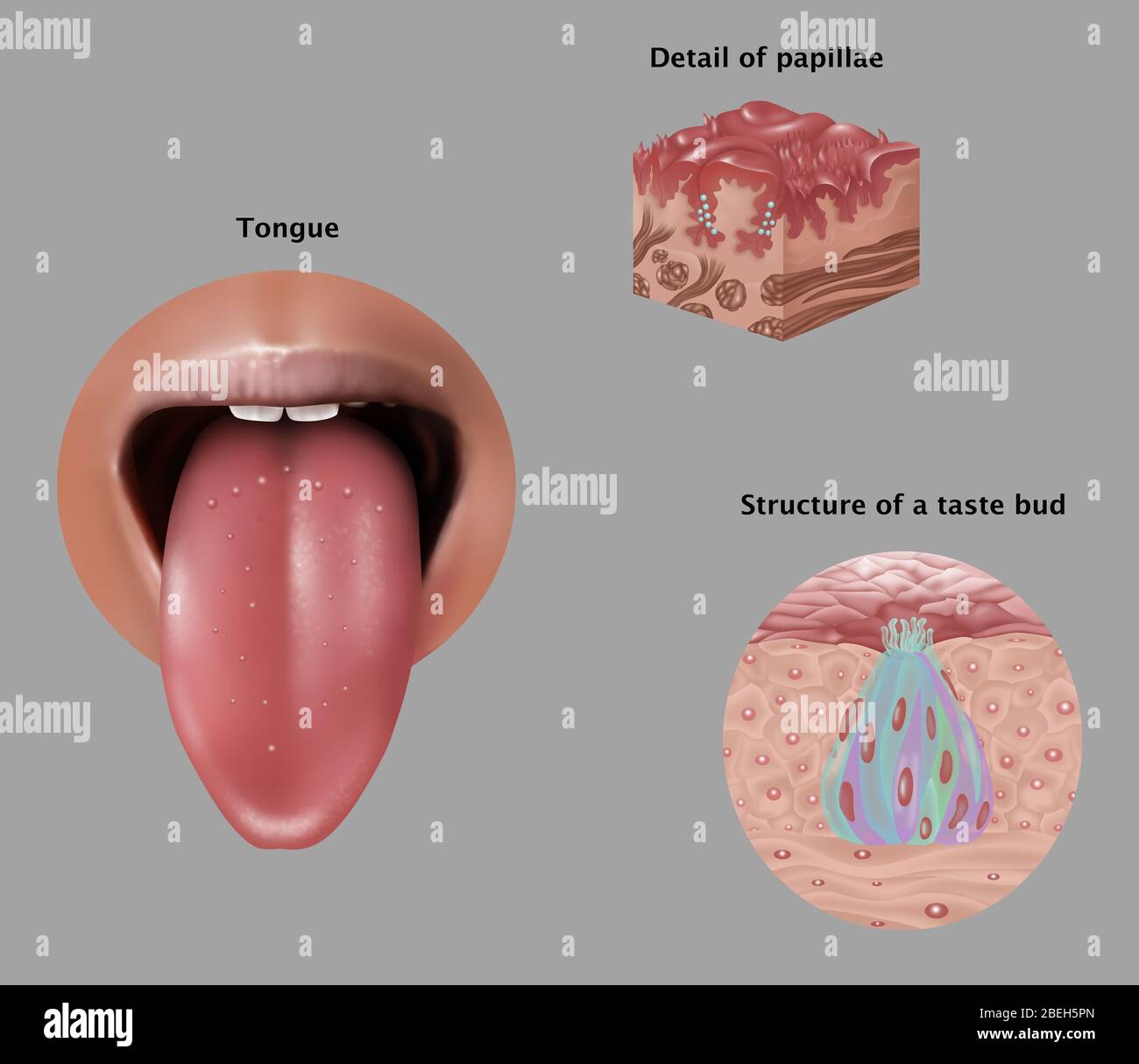 Anatomie des Geschmacks, Illustration Stockfoto