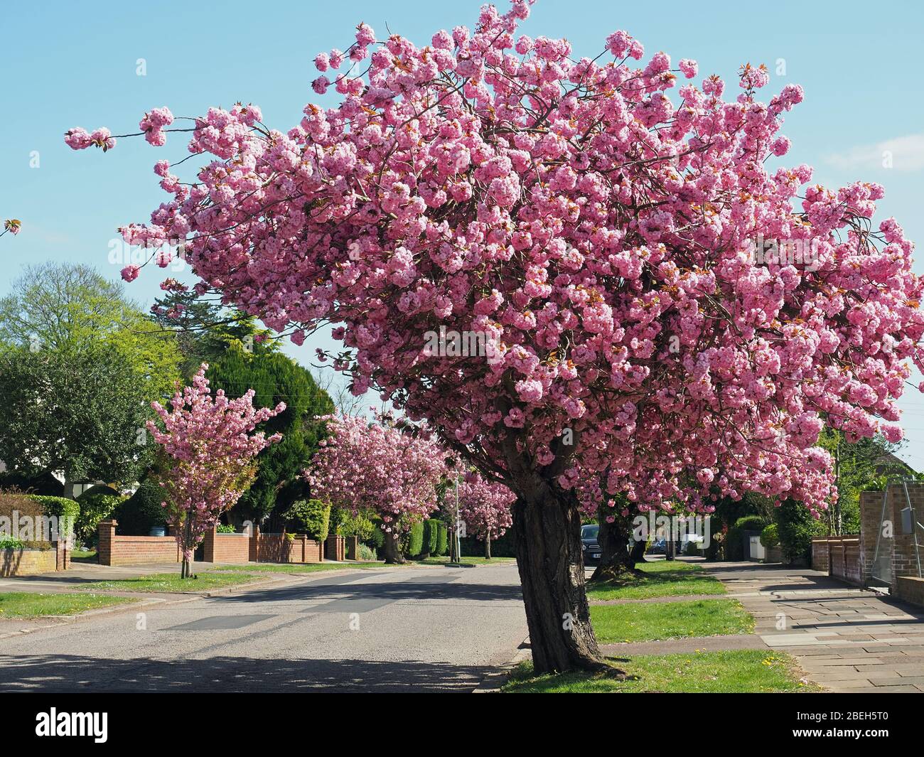 Ein Blick auf die schönen blühenden rosa blühenden Kirschbäume säumen eine Straße an einem hellen sonnigen April Tag im Frühling Stockfoto