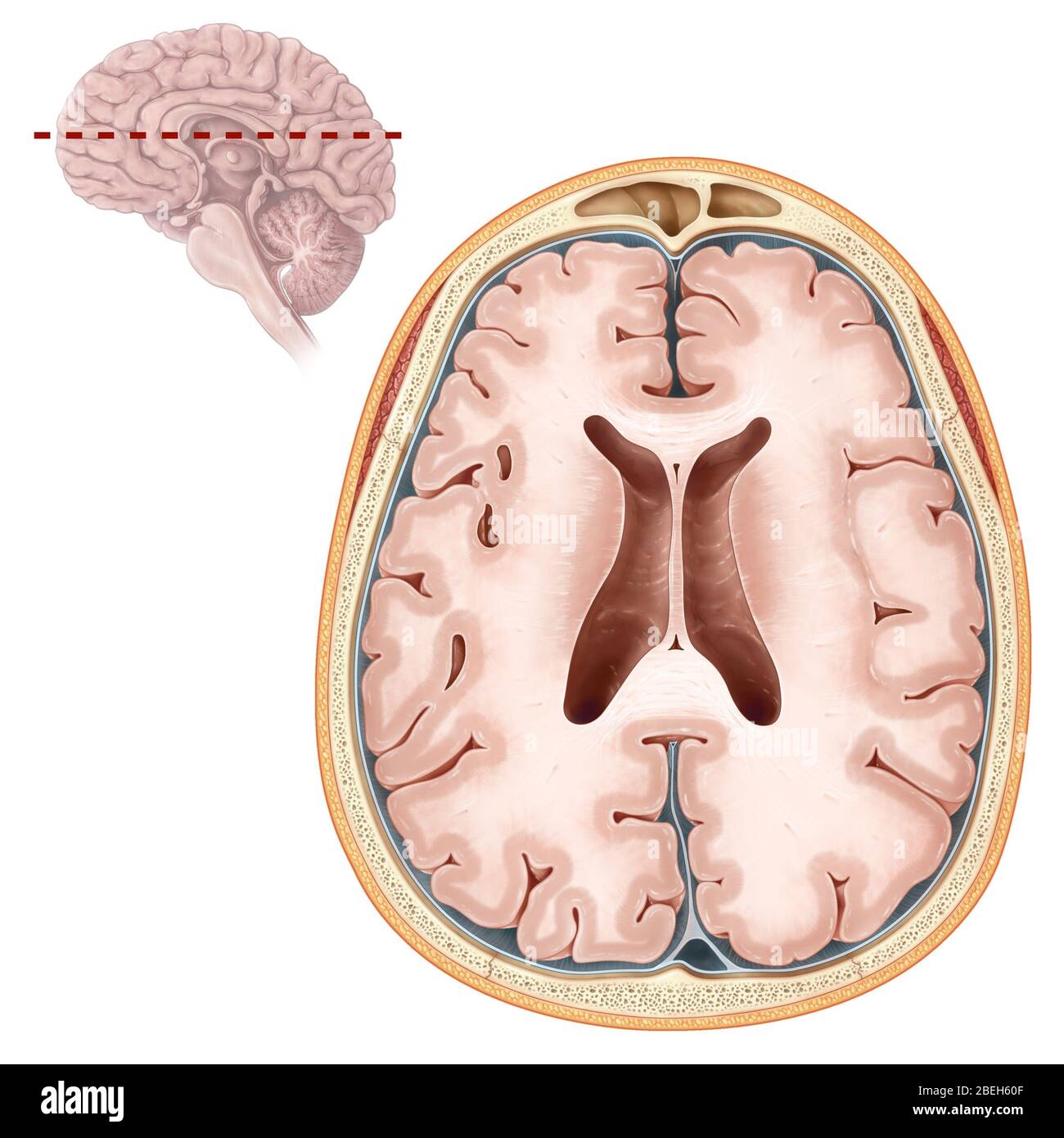 Gehirn, Transversale Sektion Stockfoto