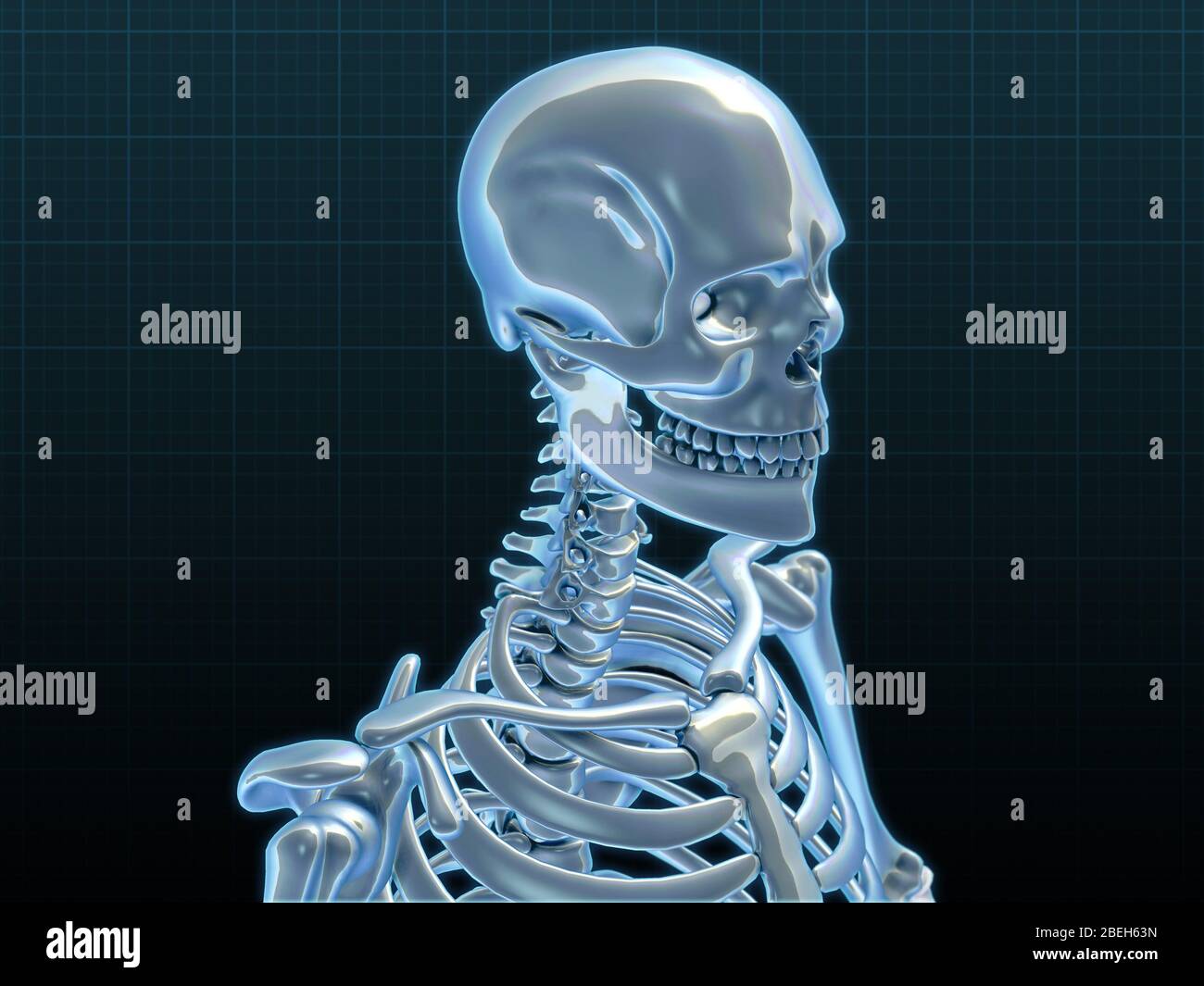 Menschliches Skelett, Kunstwerk Stockfoto