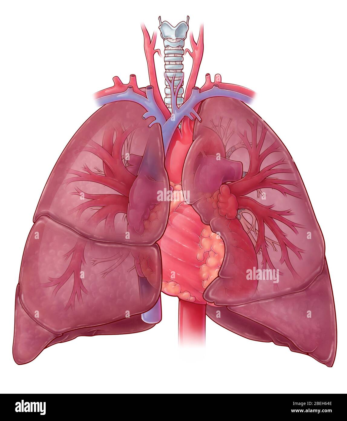 Herz Illustration, mit Lungenvenen Stockfoto