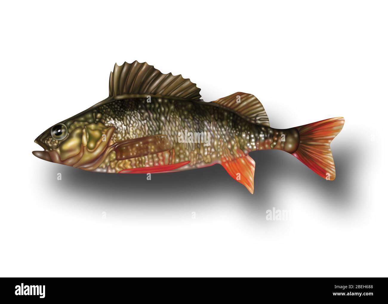 Ray-Finned Fish, Illustration Stockfoto