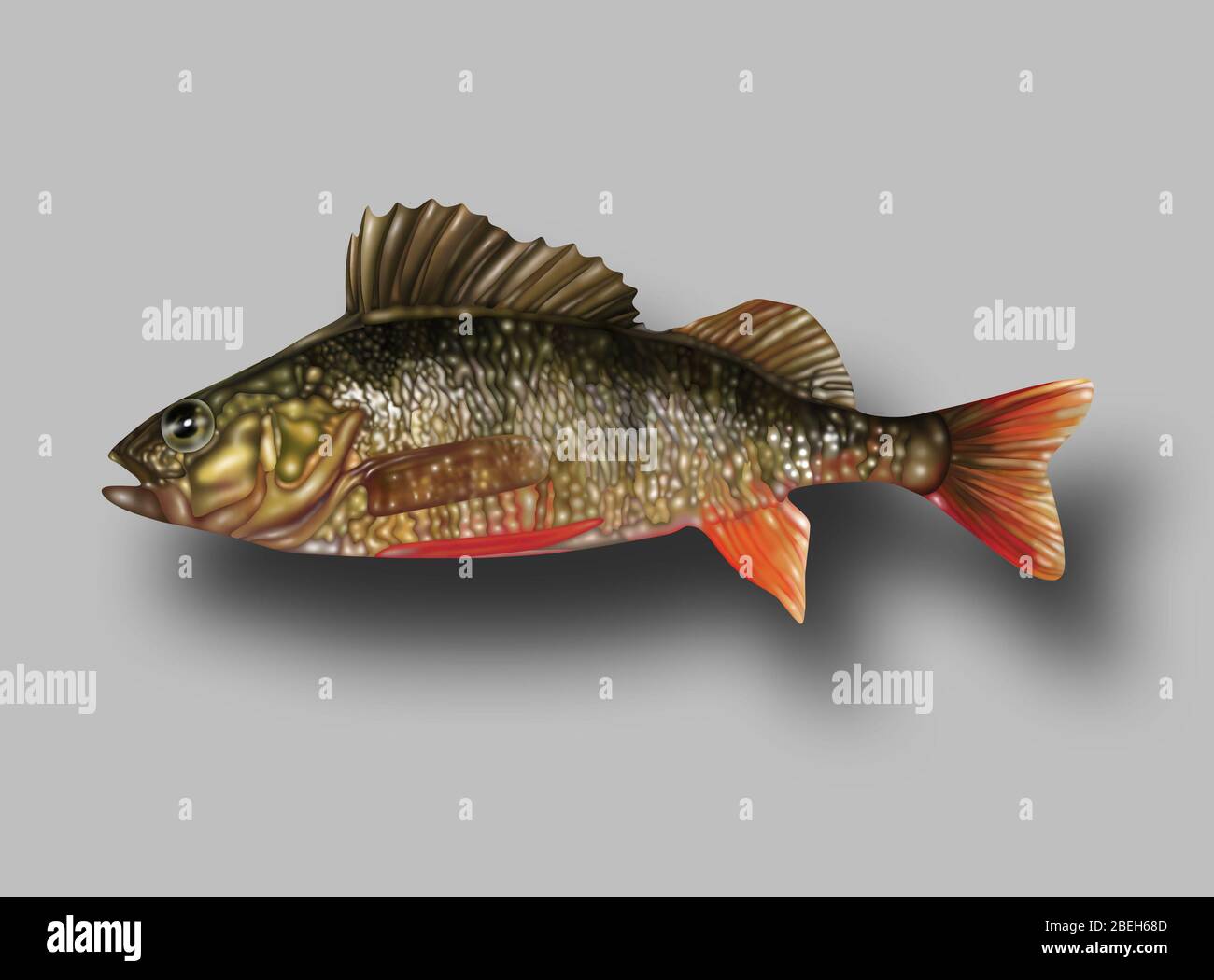 Ray-Finned Fish, Illustration Stockfoto