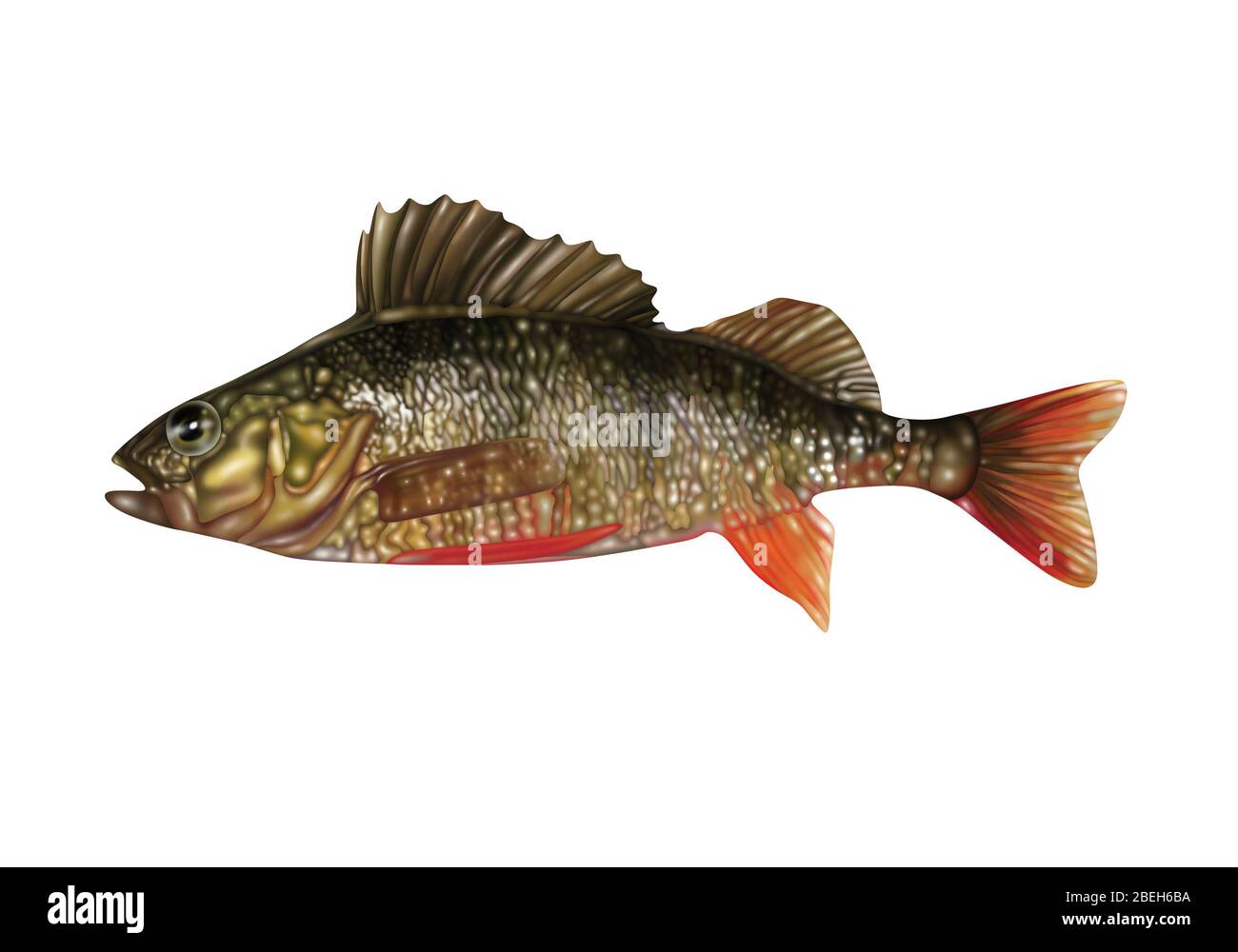 Ray-Finned Fish, Illustration Stockfoto