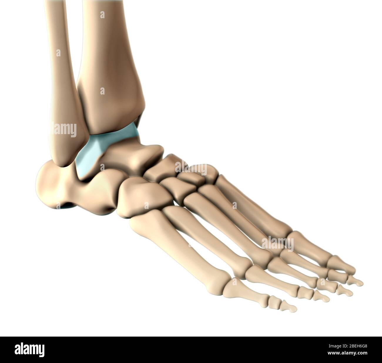 Knochen des Fußes, Illustration Stockfoto