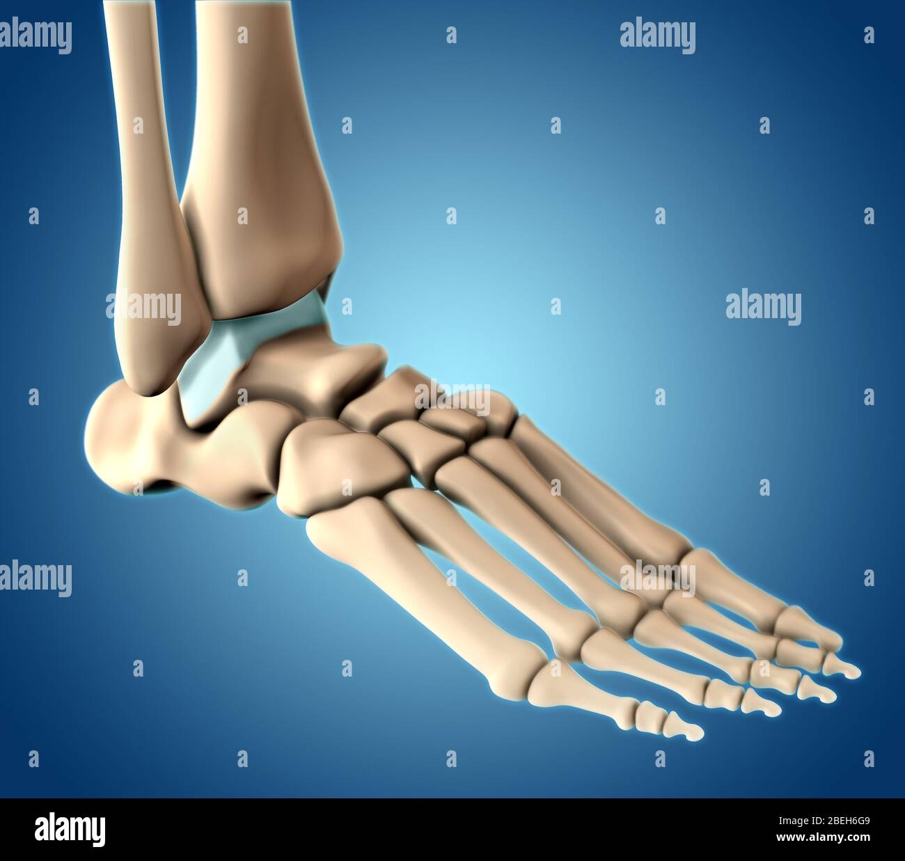 Knochen des Fußes, Illustration Stockfoto