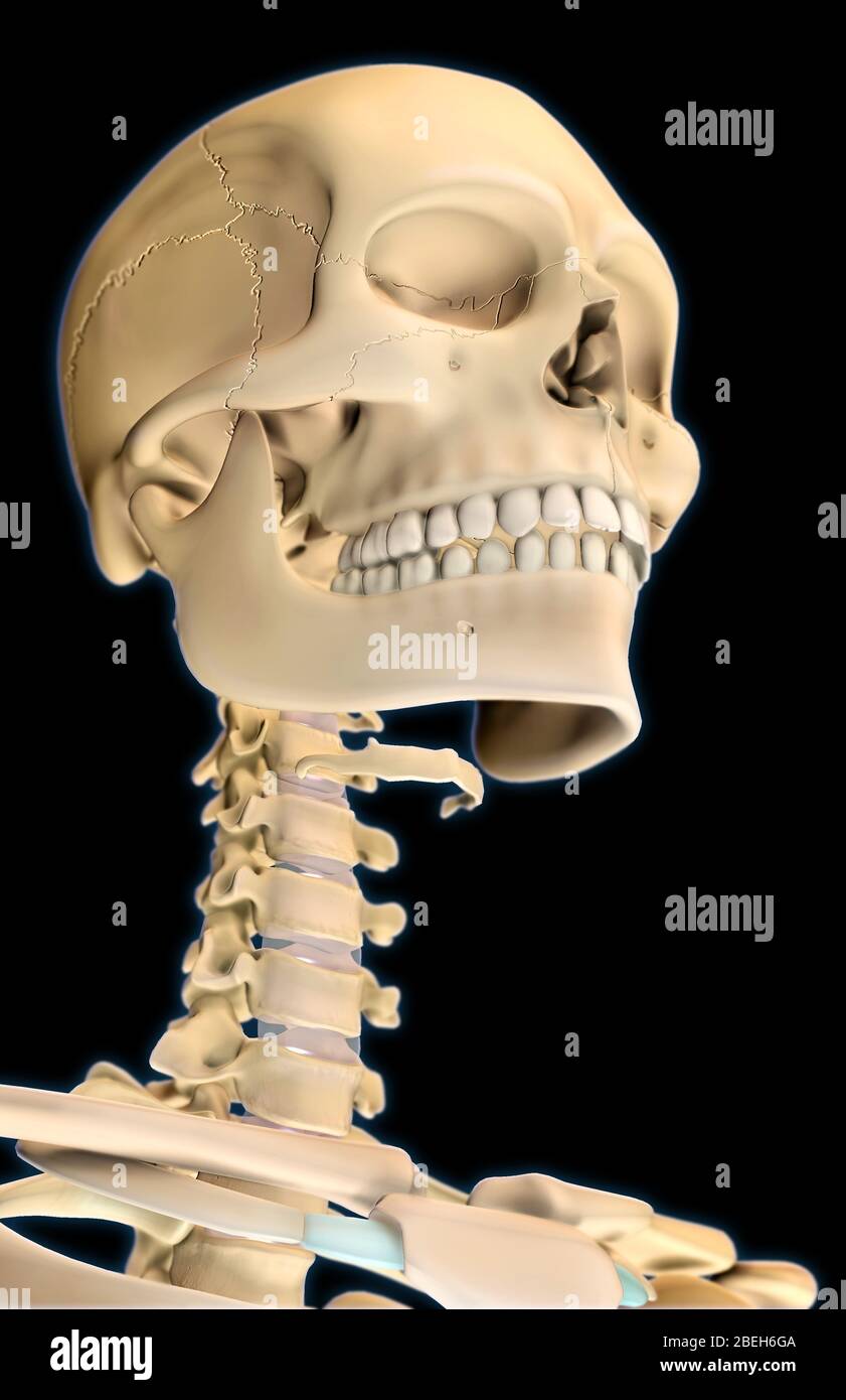 Menschliches Skelett, Kopf und Hals Stockfoto