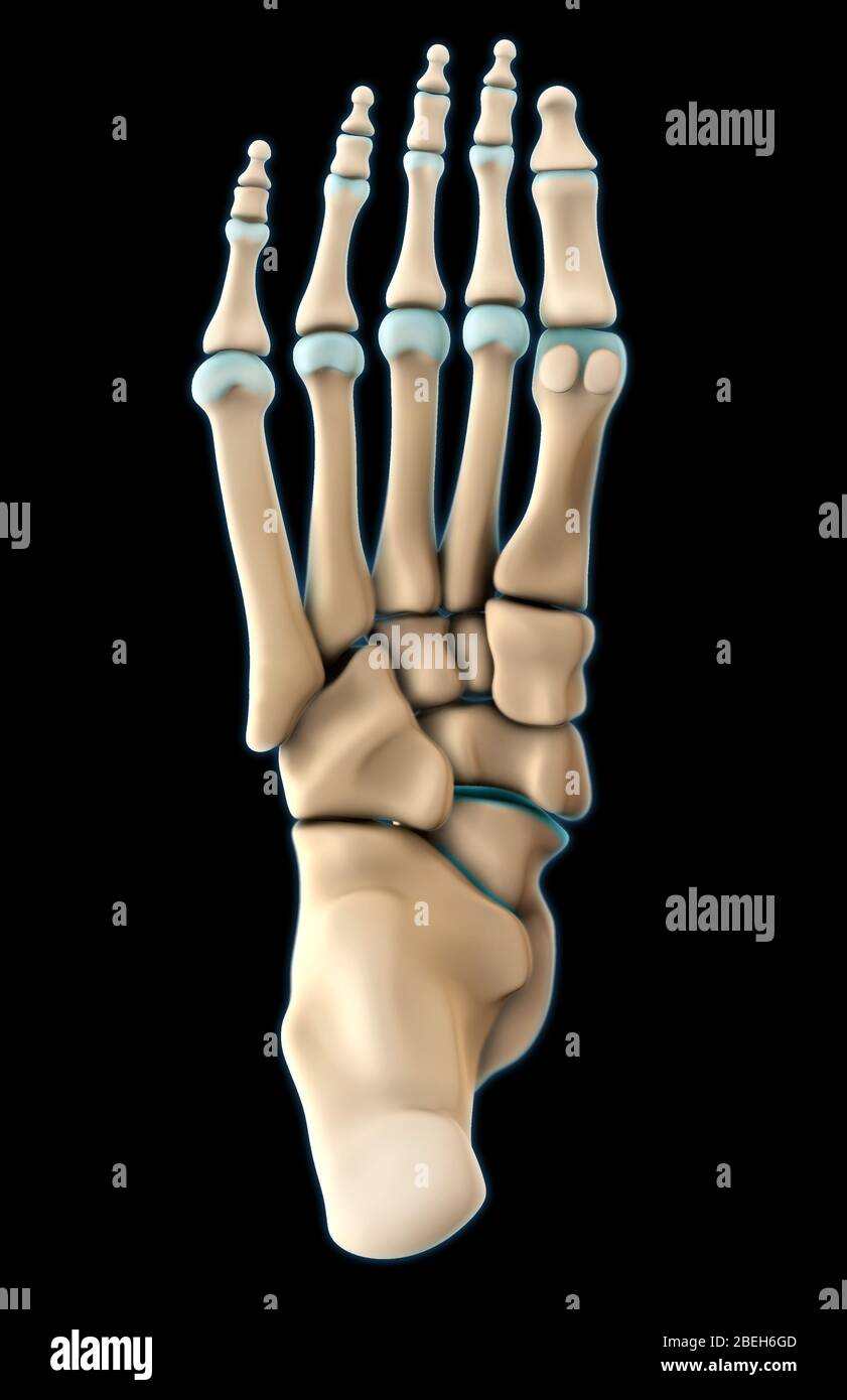 Knochen des Fußes, Plantar View Stockfoto