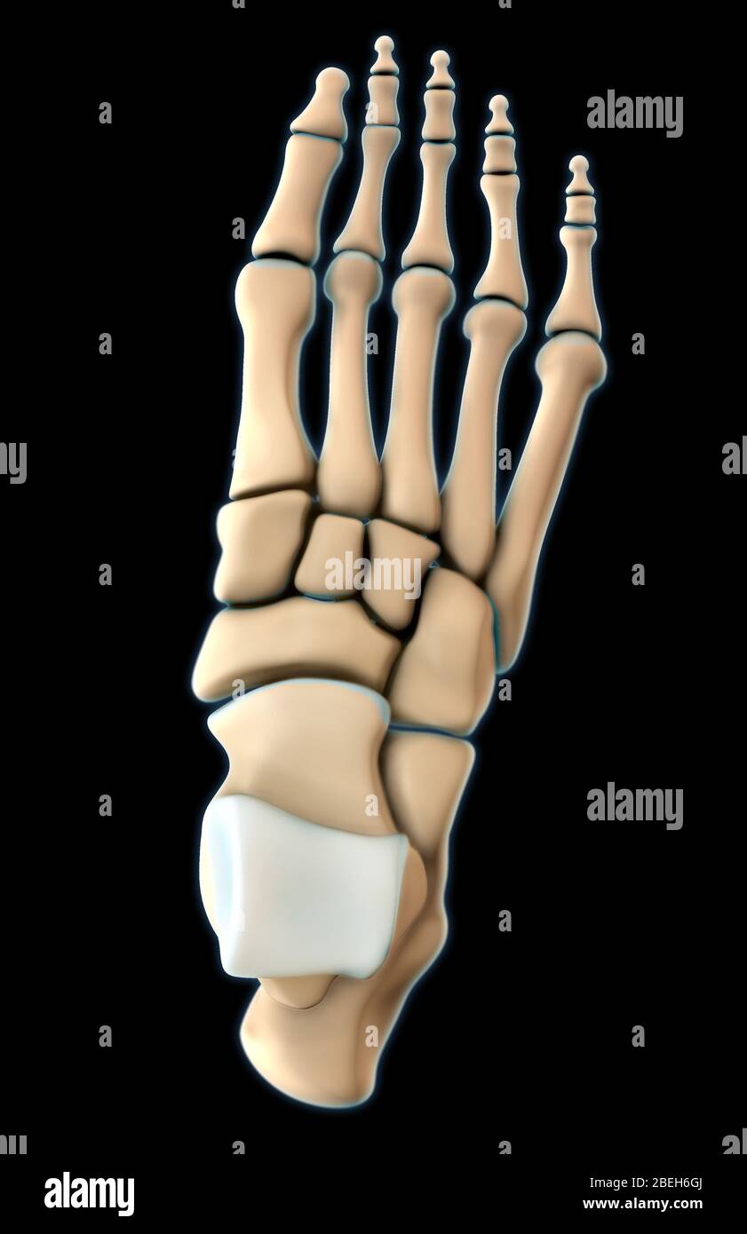 Knochen des Fußes, dorsale Ansicht Stockfoto