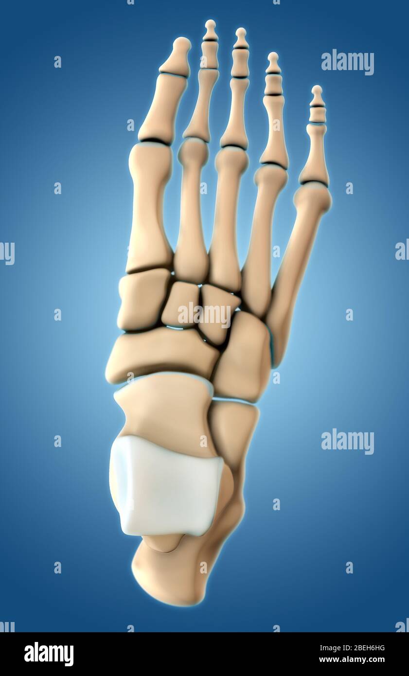 Knochen des Fußes, dorsale Ansicht Stockfoto