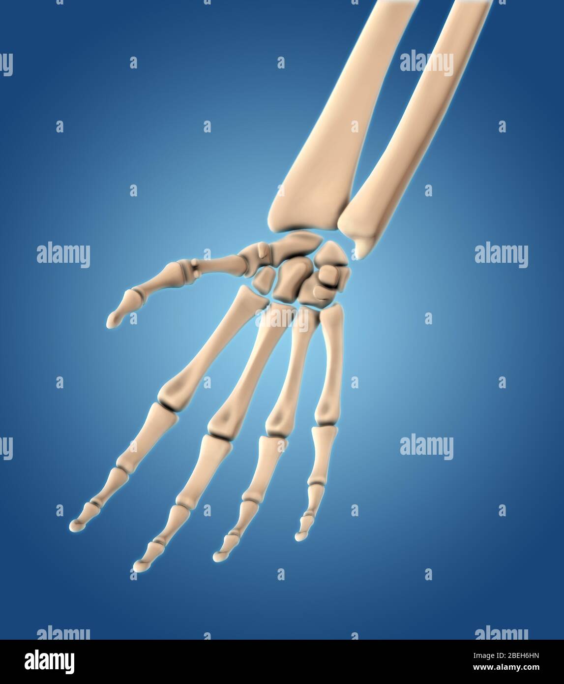 Knochen der Hand, Palmar Ansicht Stockfoto