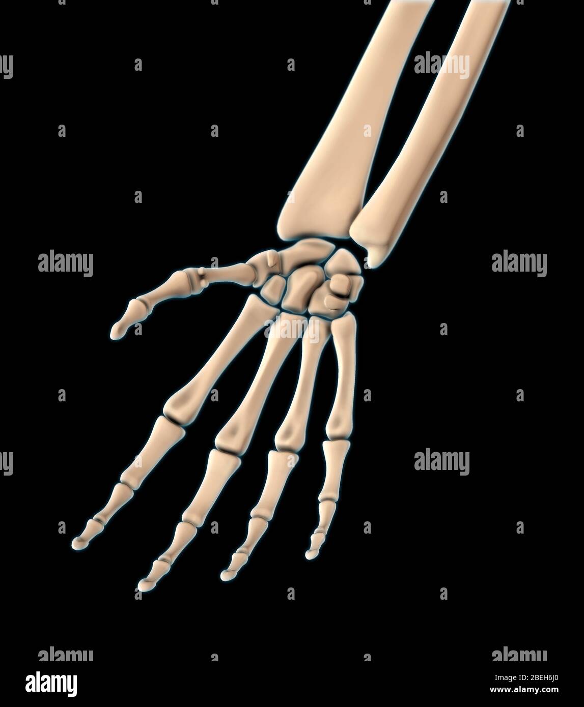 Knochen der Hand, Palmar Ansicht Stockfoto