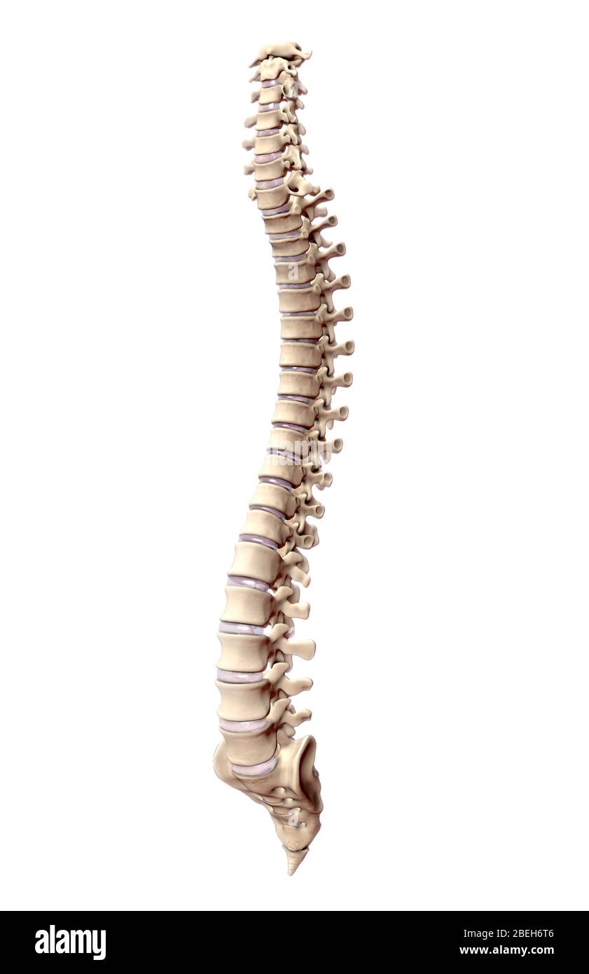 Eine Darstellung der menschlichen Wirbelsäule, die die Halswirbel, Brustwirbel, Lendenwirbel und Kreuzwirbel darstellt. Stockfoto