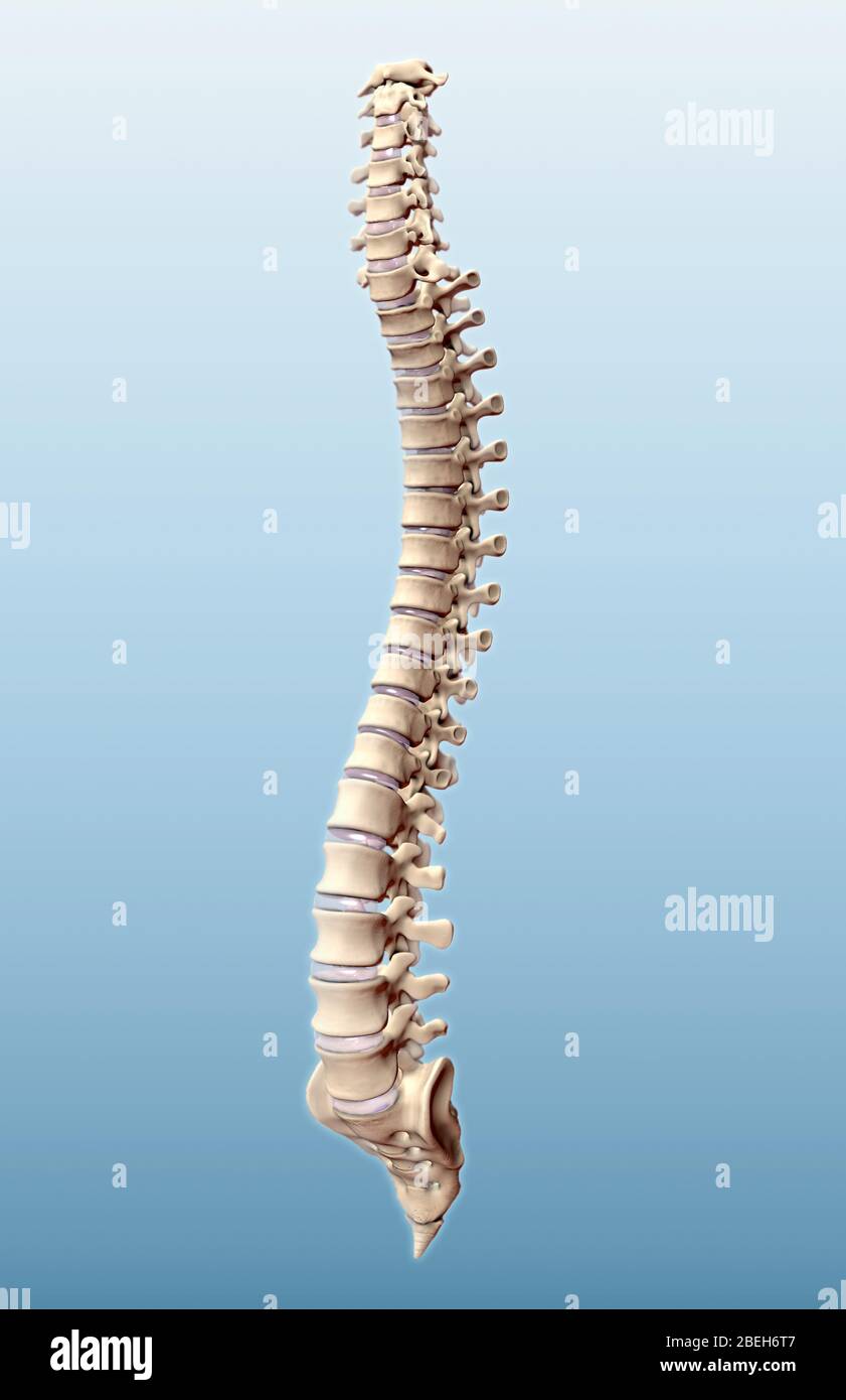 Vertebral column -Fotos und -Bildmaterial in hoher Auflösung – Alamy