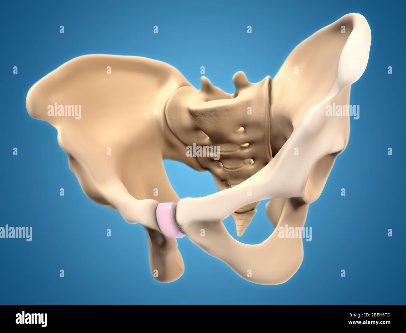 Kopf Im Becken Wann Geht Es Los Anatomía de la pelvis -Fotos und -Bildmaterial in hoher Auflösung – Alamy
