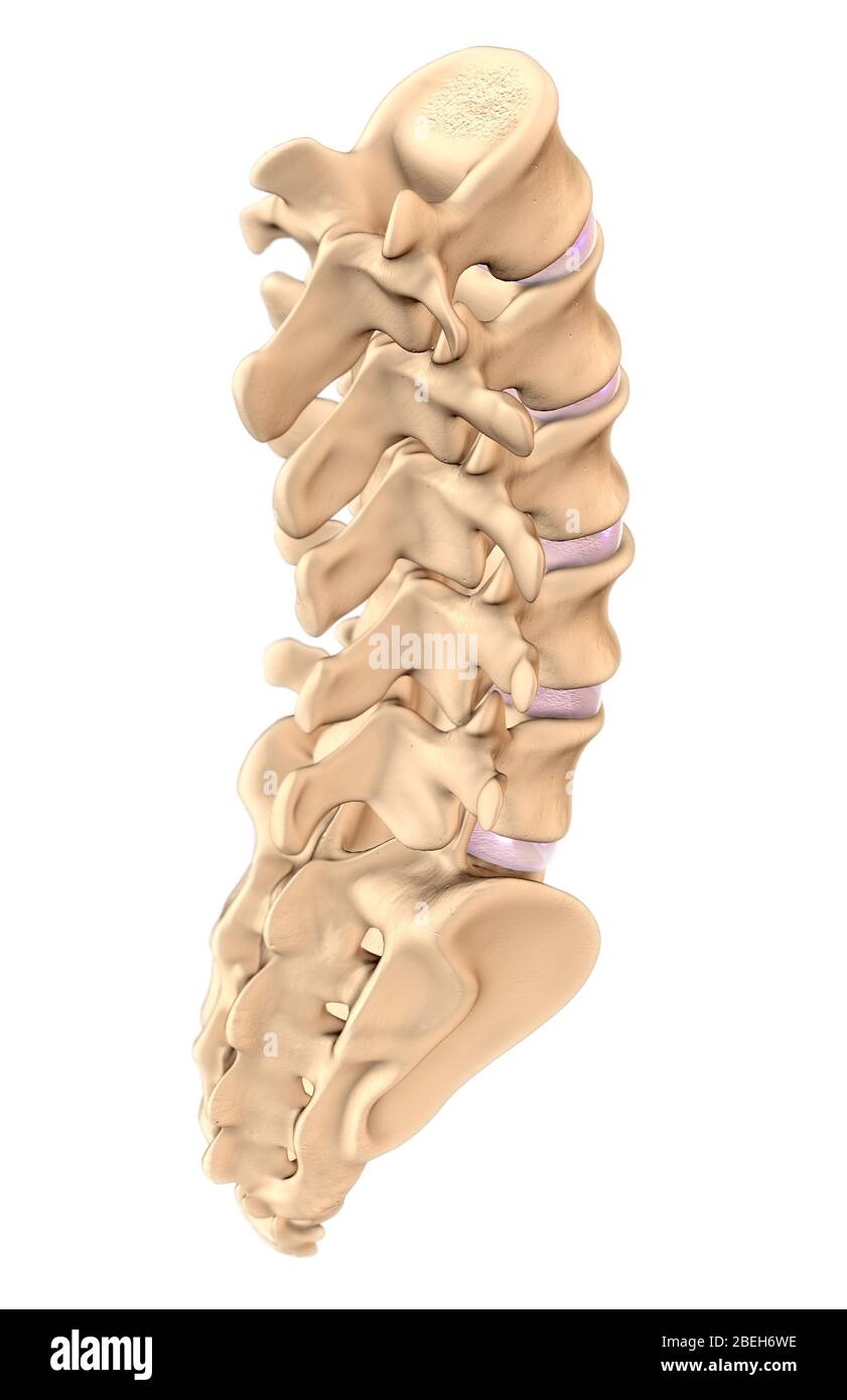 Lendenwirbel und Sacrum, Illustration Stockfoto