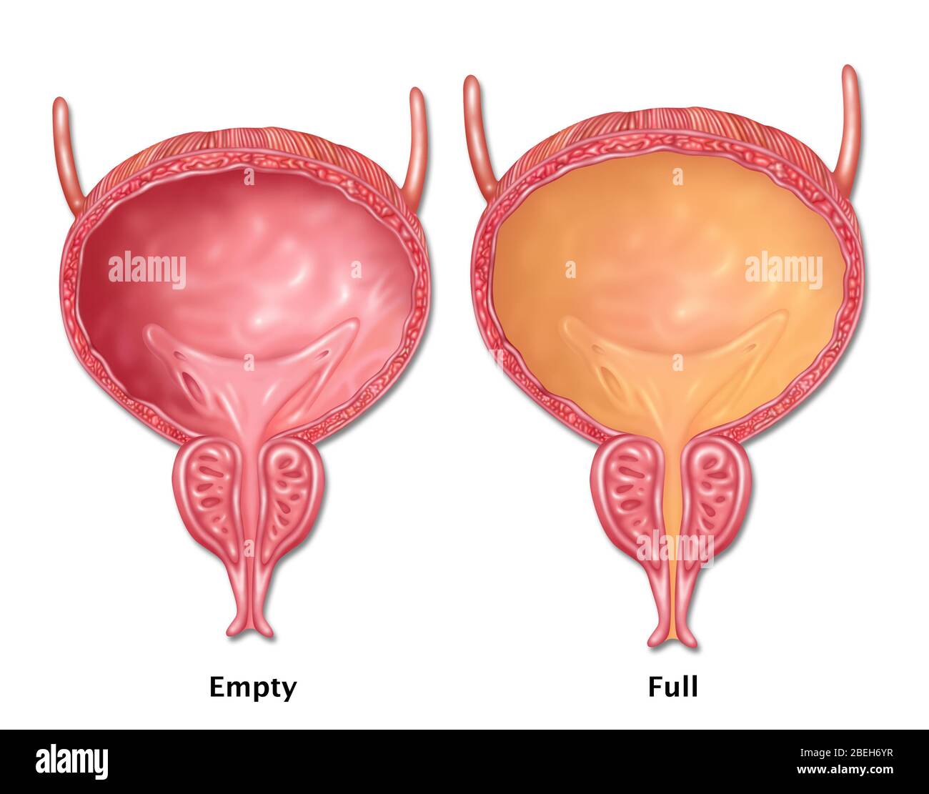 Full bladder -Fotos und -Bildmaterial in hoher Auflösung – Alamy