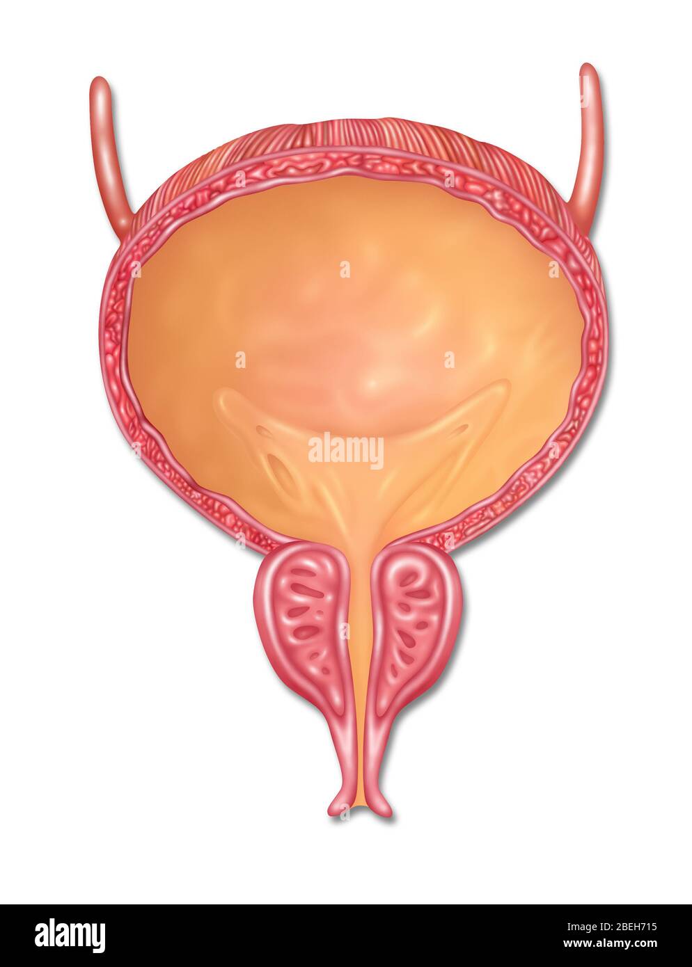 Männliche Blase, Illustration Stockfoto