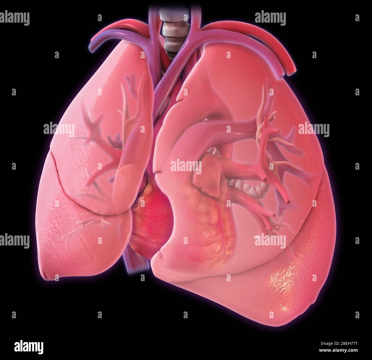 Herz und Lunge, Illustration Stockfoto