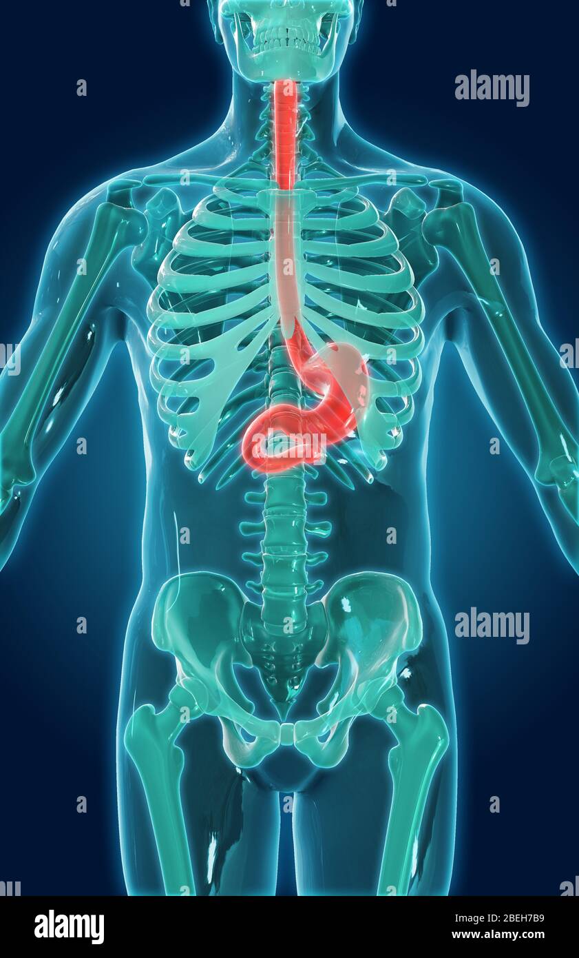 Magen, Abbildung Stockfoto