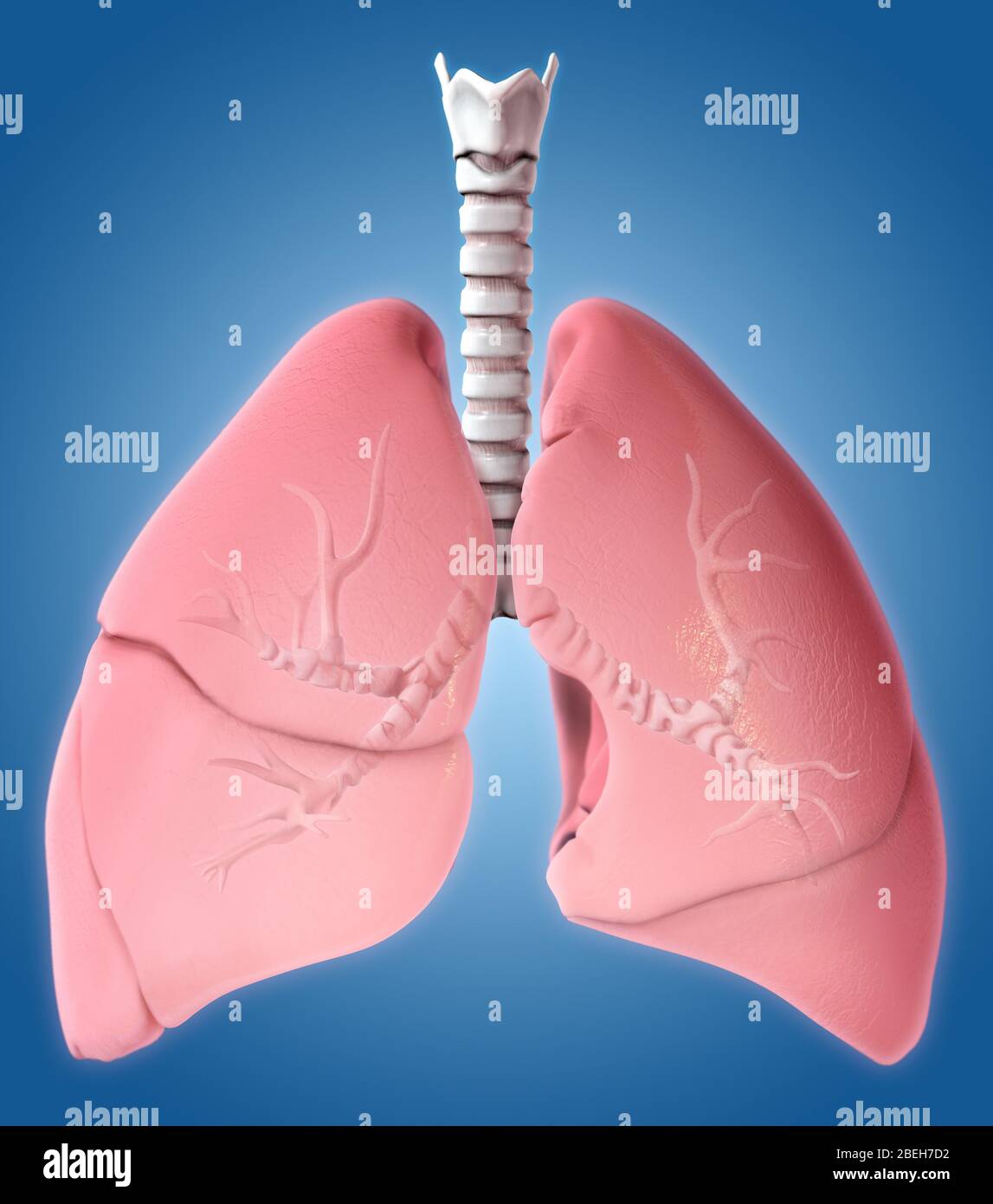 Lungen, Illustration Stockfoto