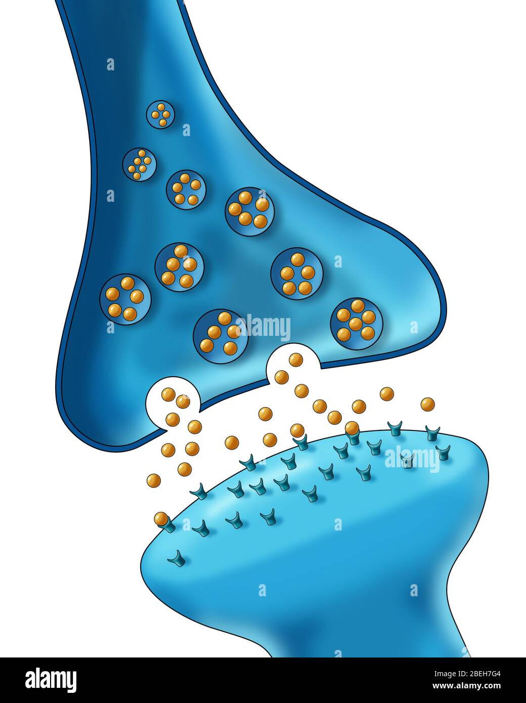 Anatomie Der Neuronensyapse Stockfoto