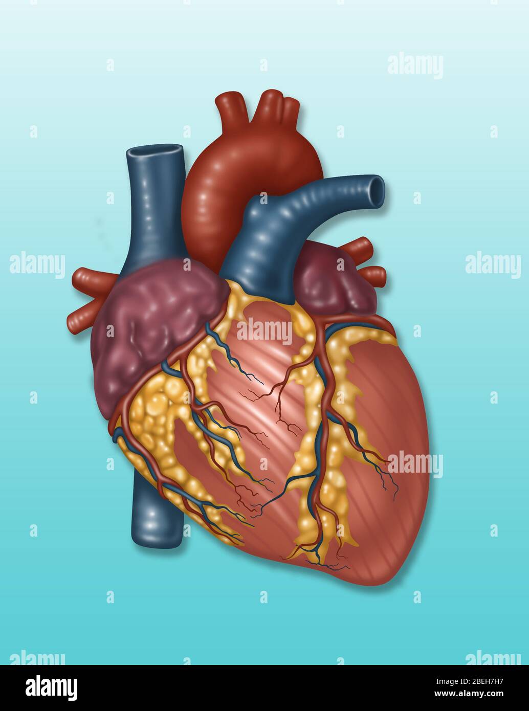 Normales Herz und Arterie, Illustration Stockfoto