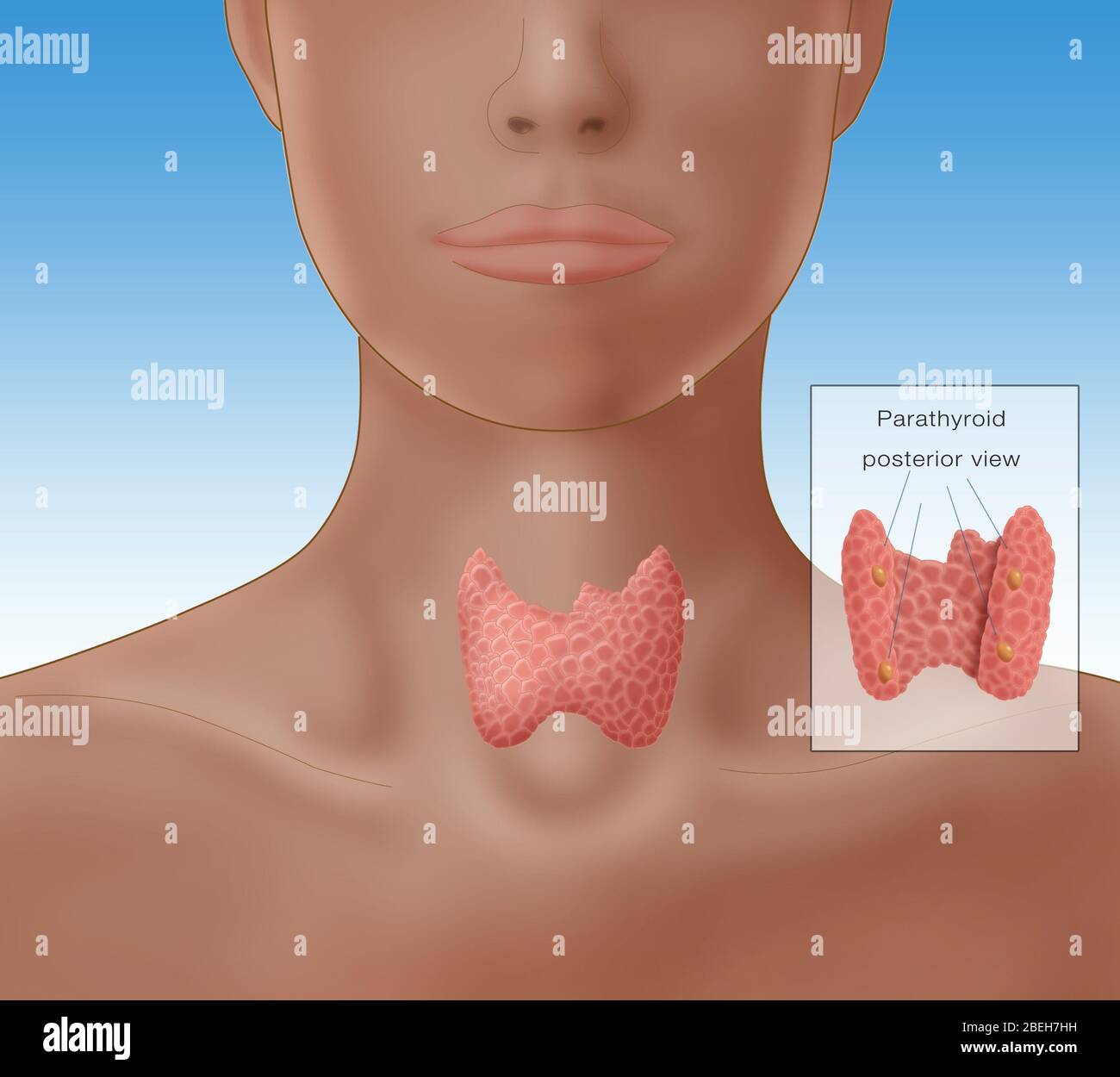 Abbildung zeigt die Lage der Schilddrüse in eine weibliche Figur. Eine beschriftete sehen Sie die Schilddrüse in hintere Ansicht, offenbart der Nebenschilddrüse. Stockfoto
