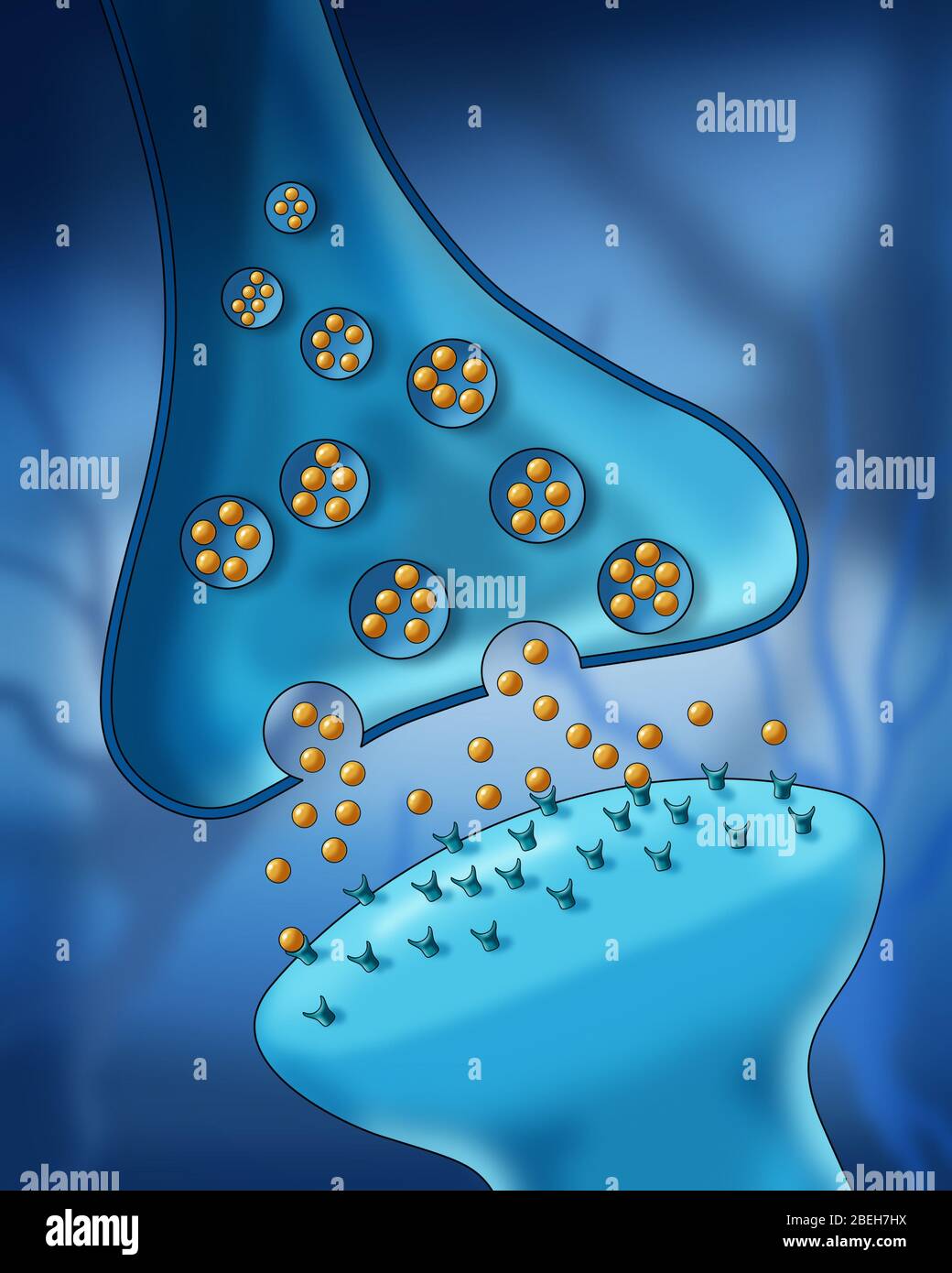 Anatomie Der Neuronensyapse Stockfoto