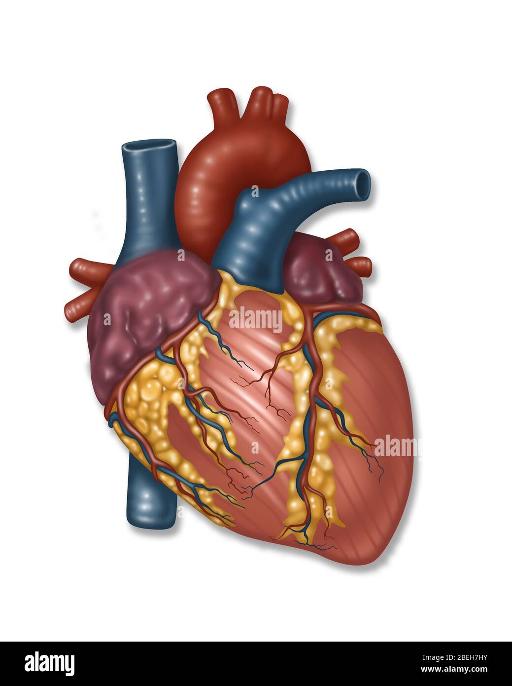 Normales Herz und Arterie, Illustration Stockfoto