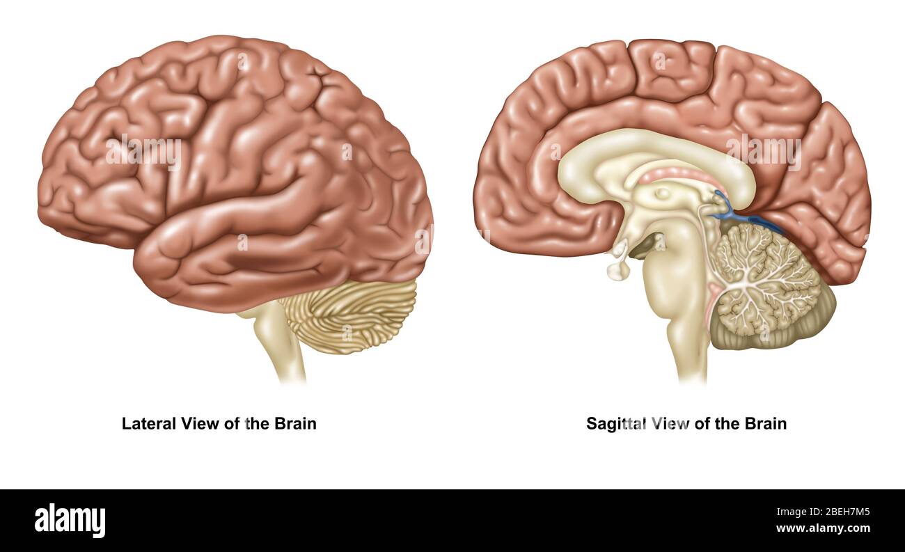 Gehirn-, laterale und sagittale Ansichten Stockfoto