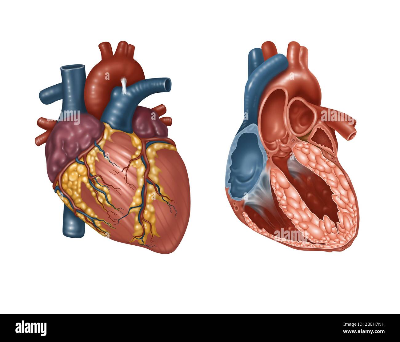 Normales Herz Außen- und Innenansicht, Illustration Stockfoto
