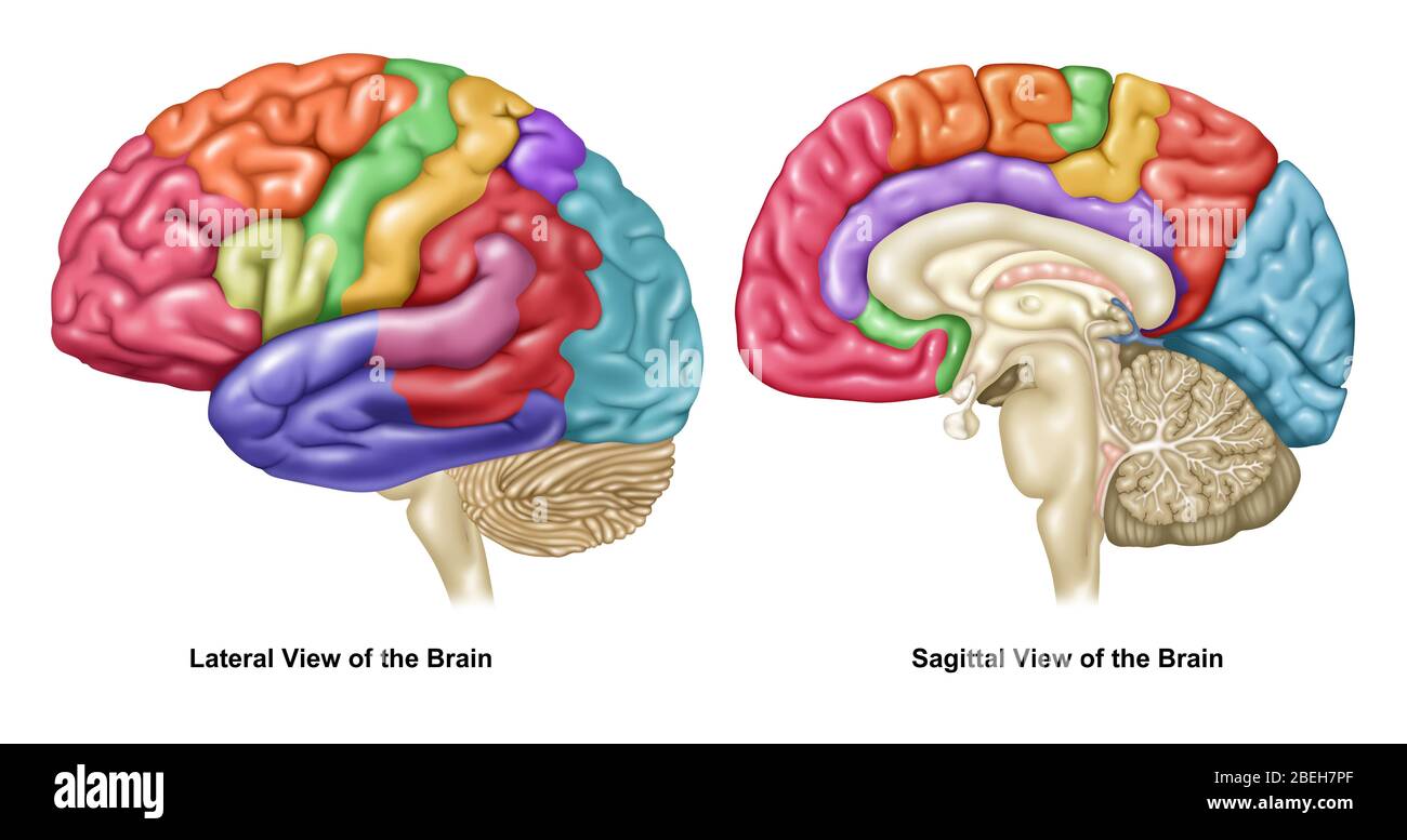 Gehirn-, laterale und sagittale Ansichten Stockfoto