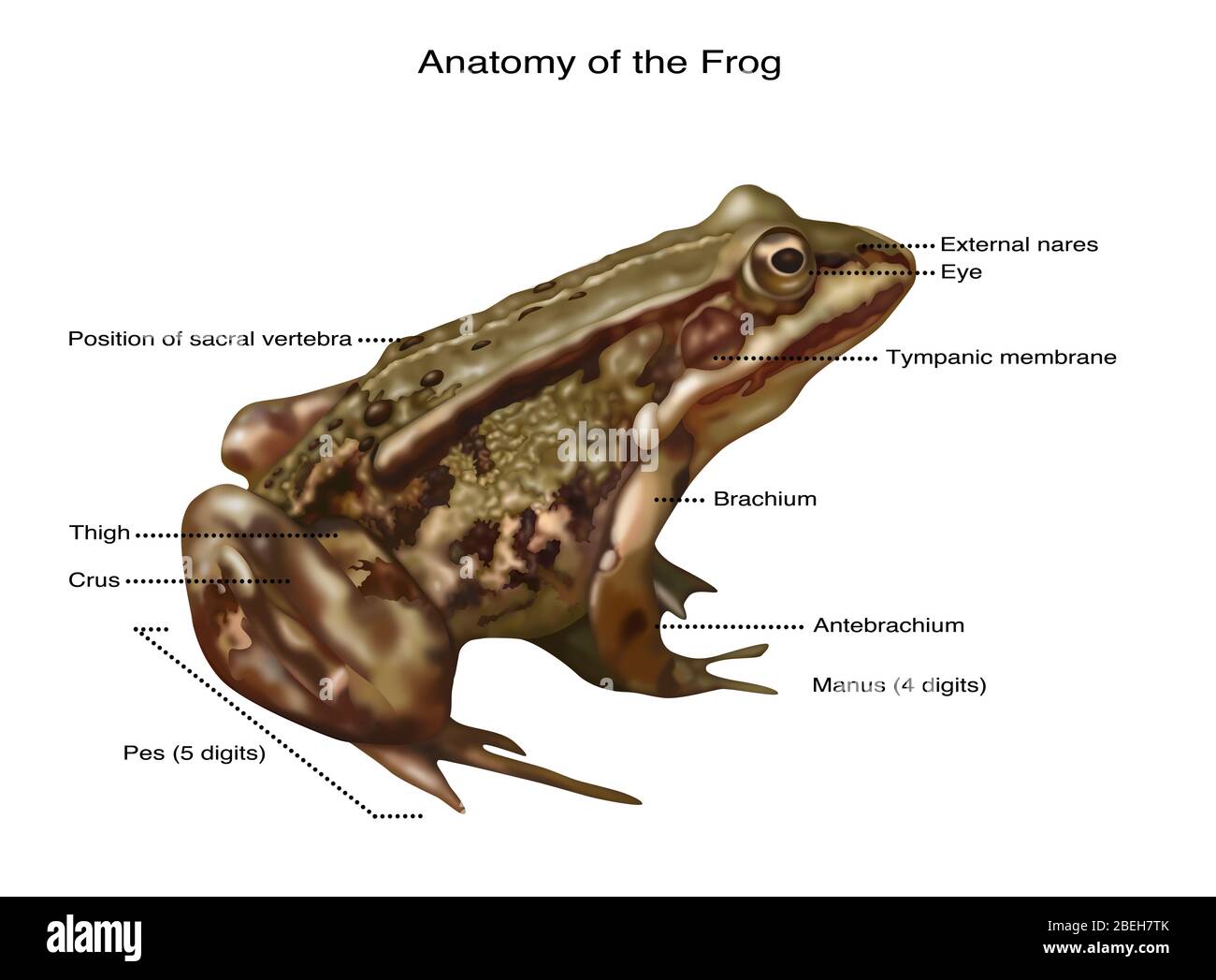 Frosch Anatomie, Illustration Stockfoto