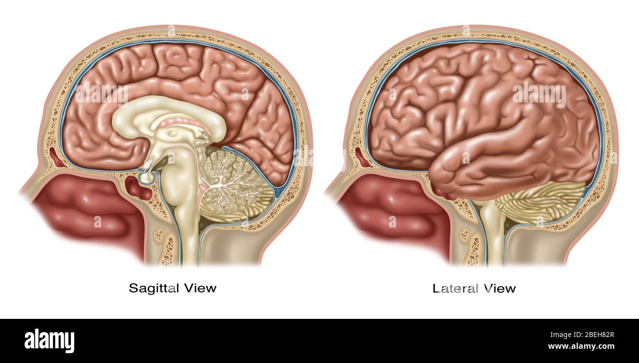 Gehirn-, Sagittal- und Lateralansicht Stockfoto