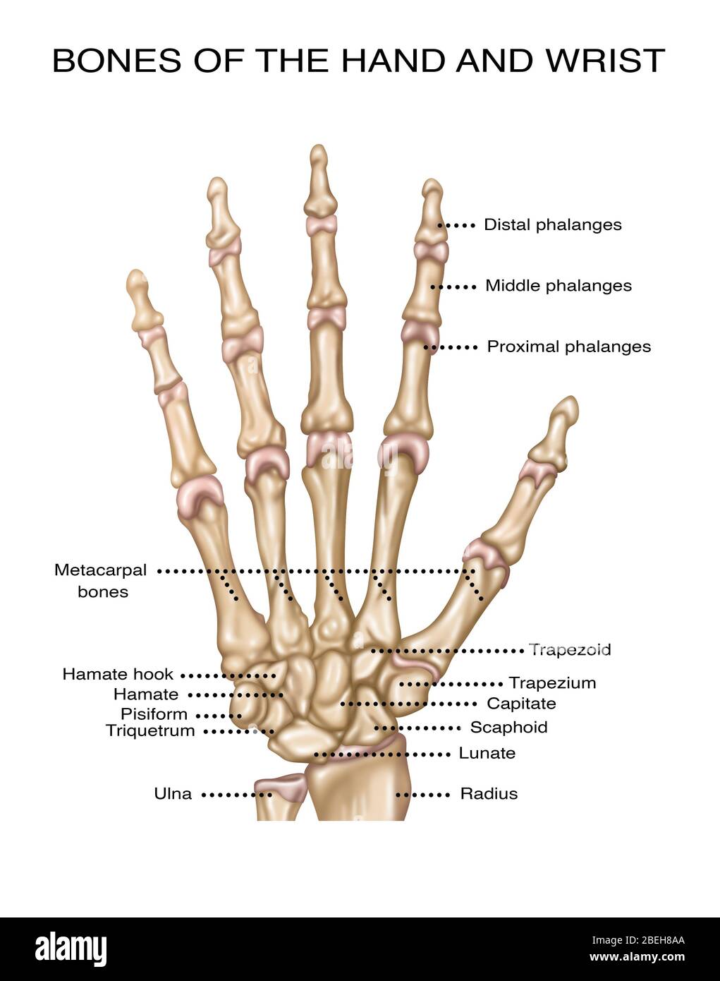Handanatomie, Illustration Stockfoto