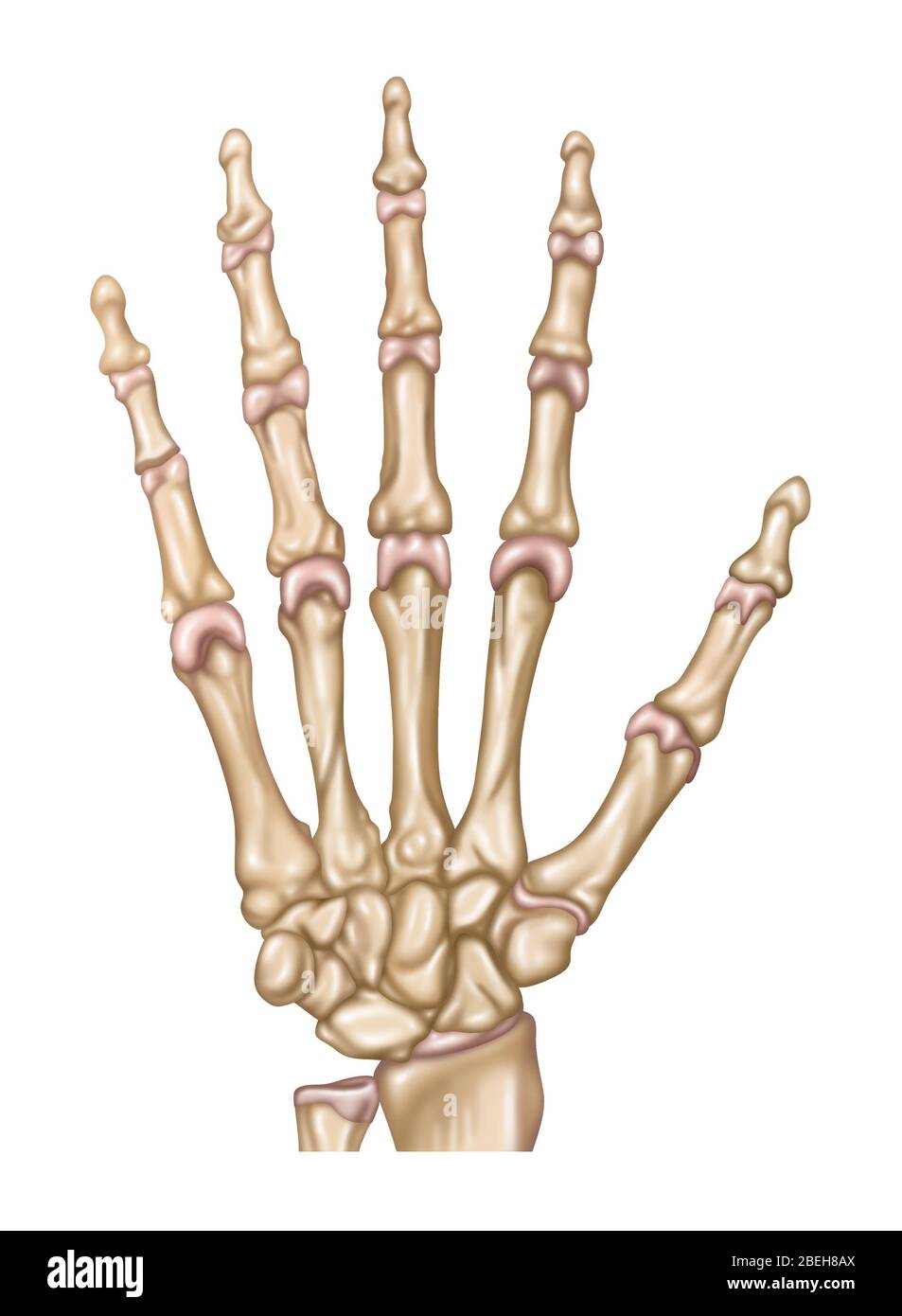 Handanatomie, Illustration Stockfoto