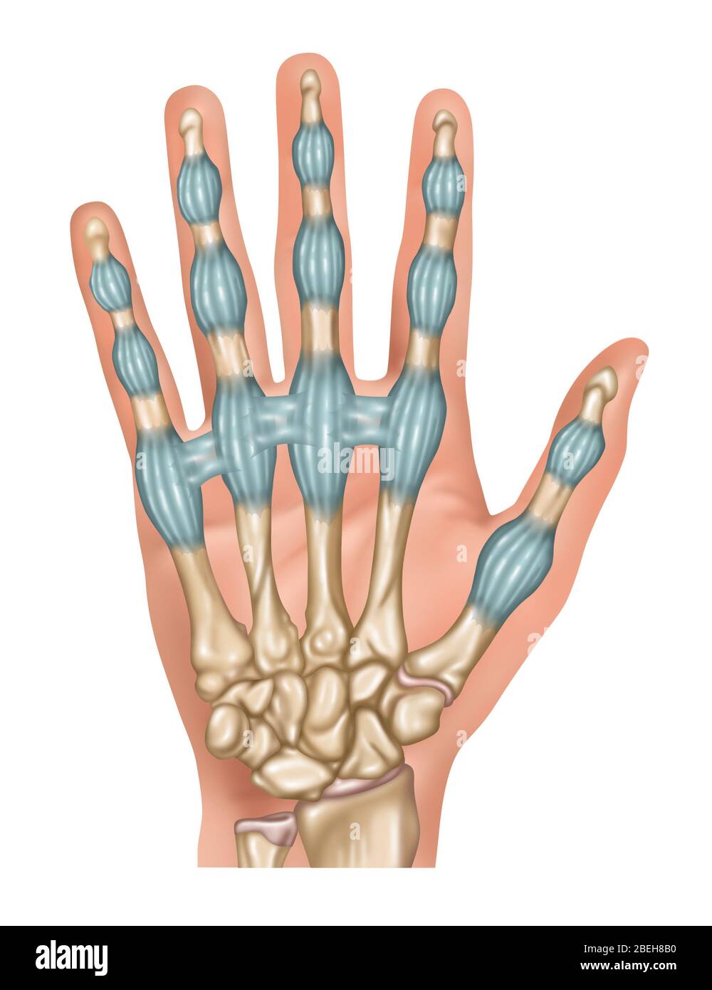 Fingerbänder, Illustration Stockfoto Fingerbänder, Illustration Stockfoto