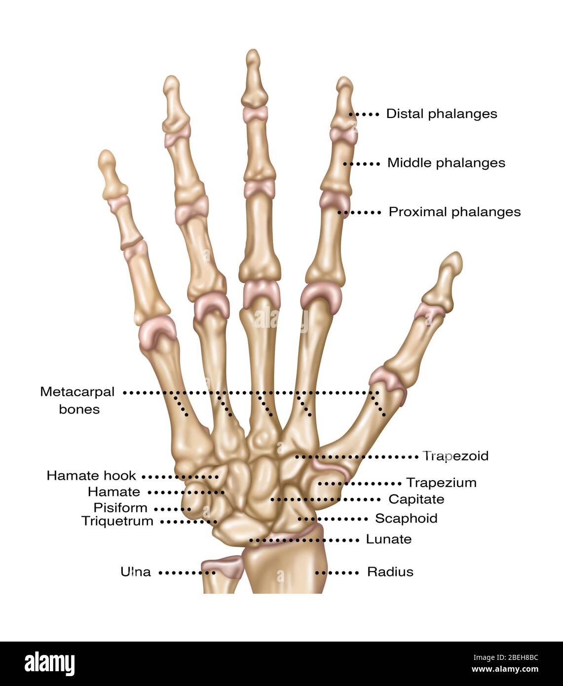 Handanatomie, Illustration Stockfoto