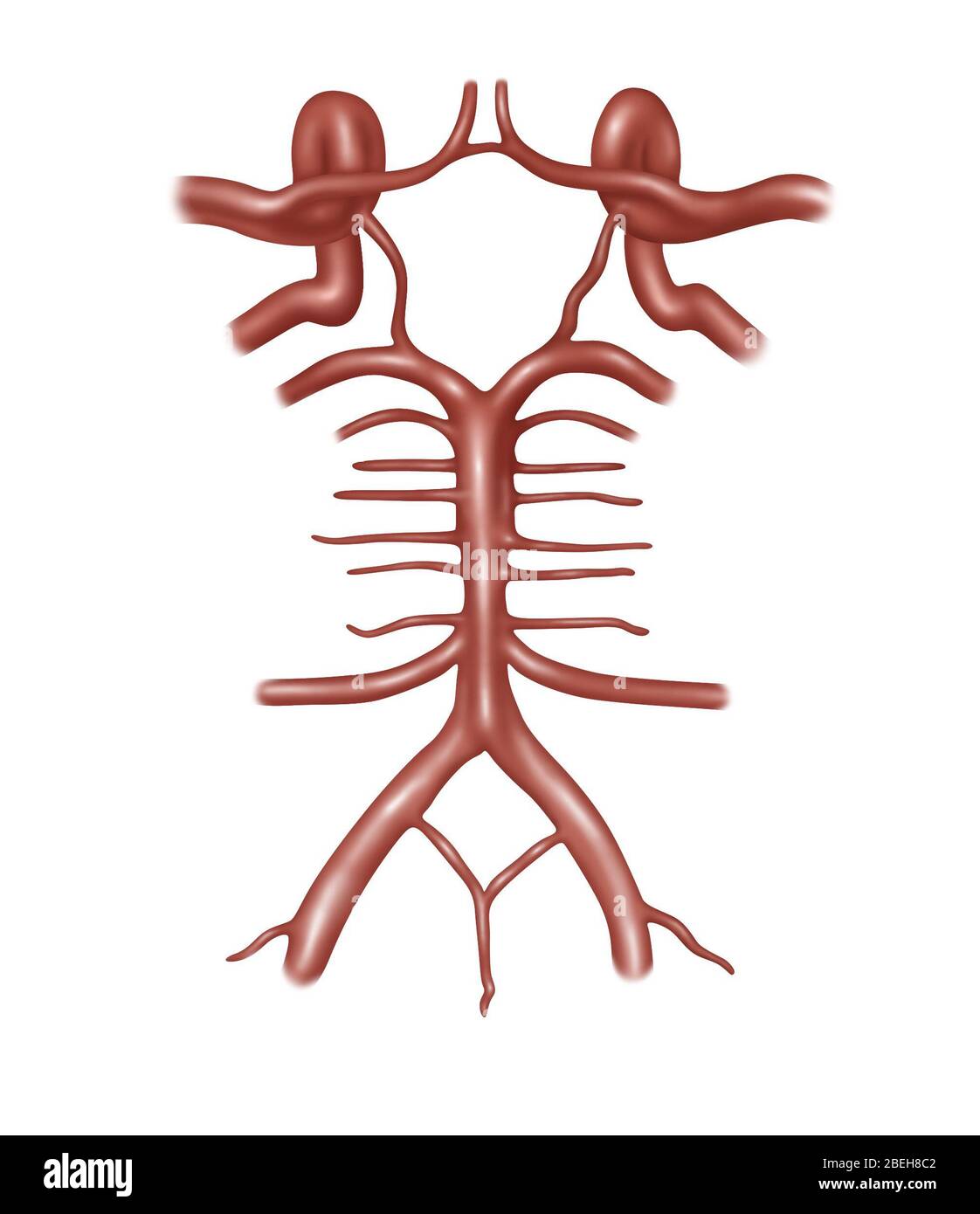 Kreis von Willis, Illustration Stockfoto