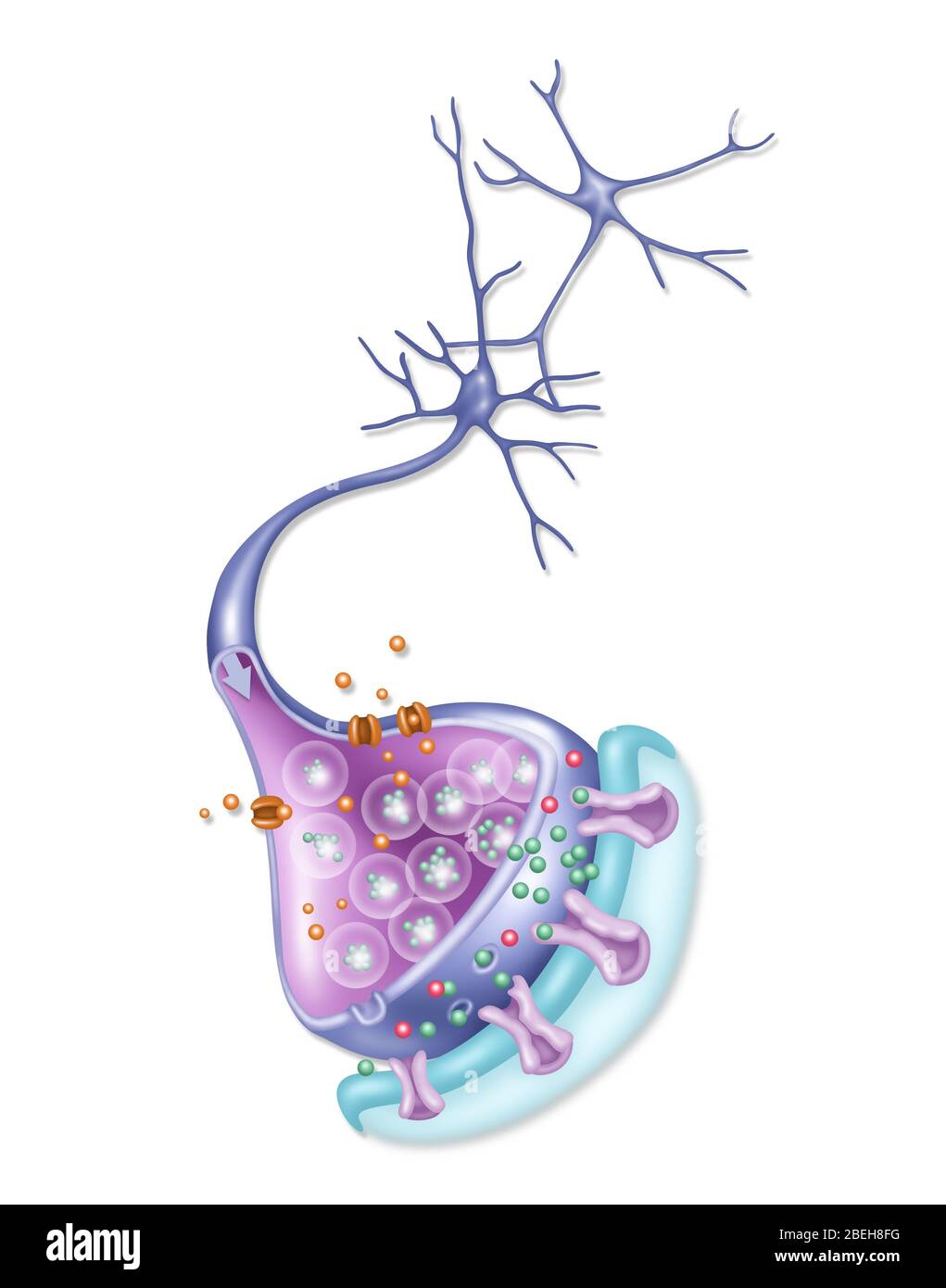 Detailliertes Neuron, Illustration Stockfoto