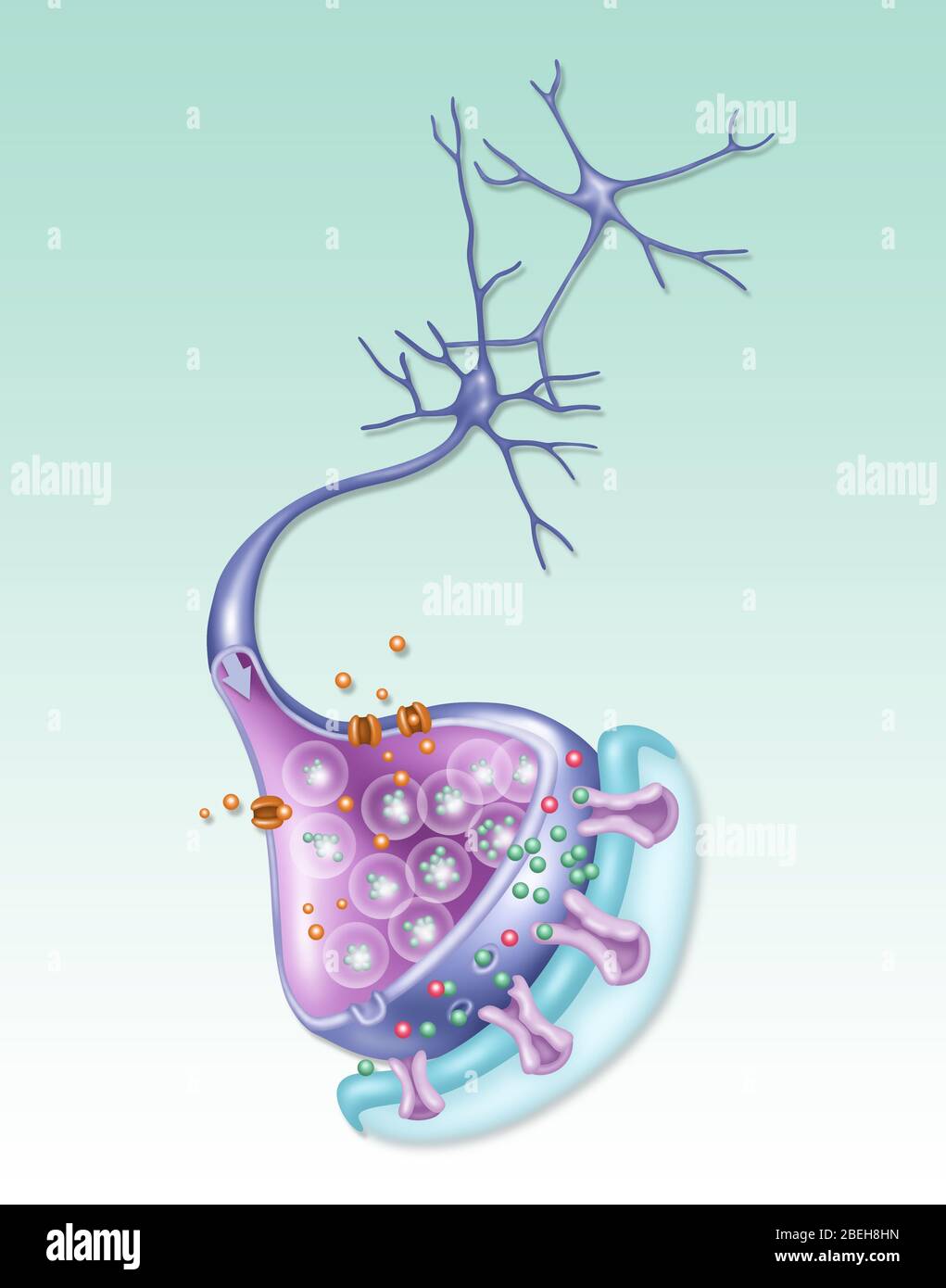 Detailliertes Neuron, Illustration Stockfoto