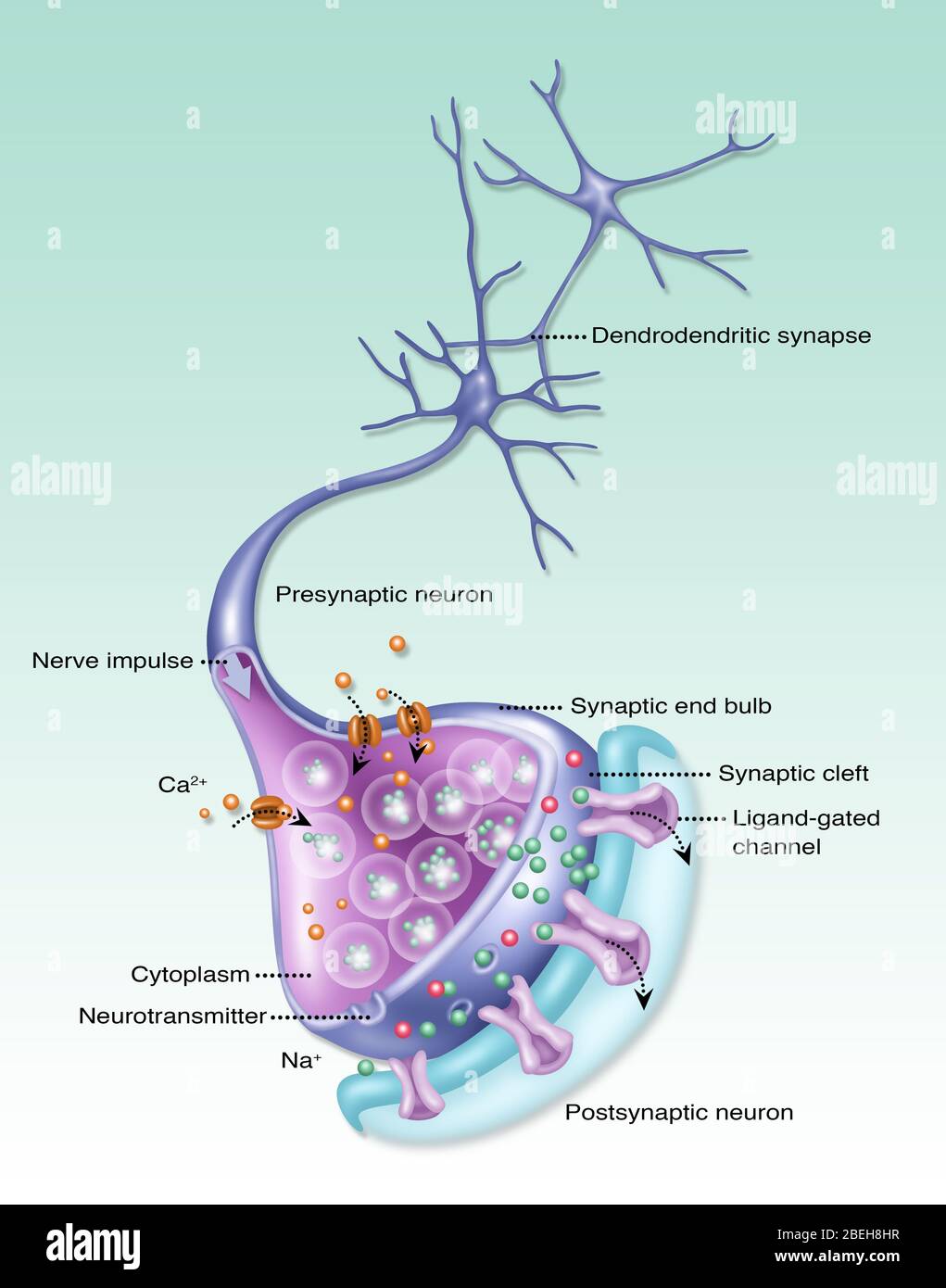 Detailliertes Neuron, Illustration Stockfoto