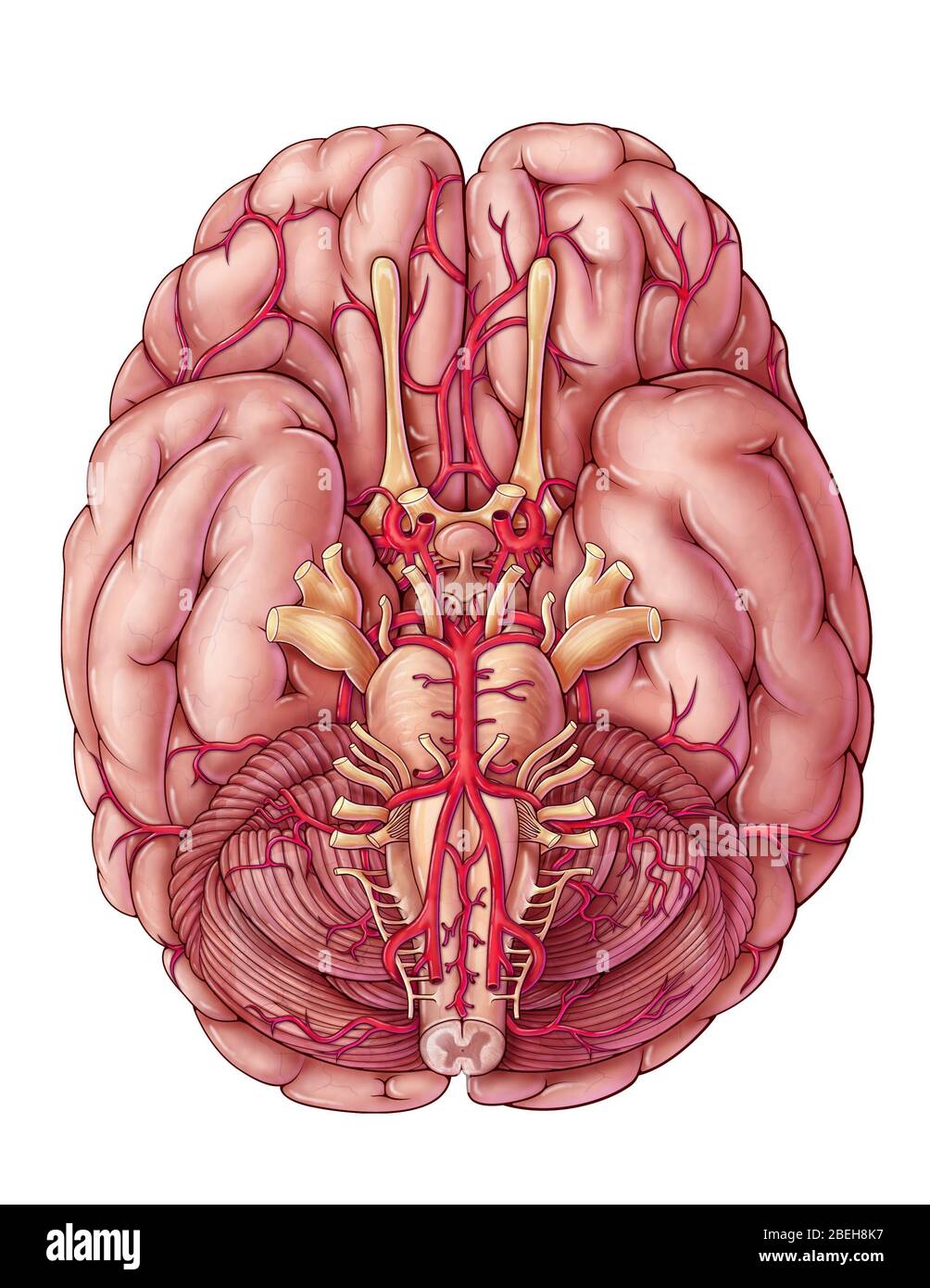 Arterien des Gehirns, Illustration Stockfoto